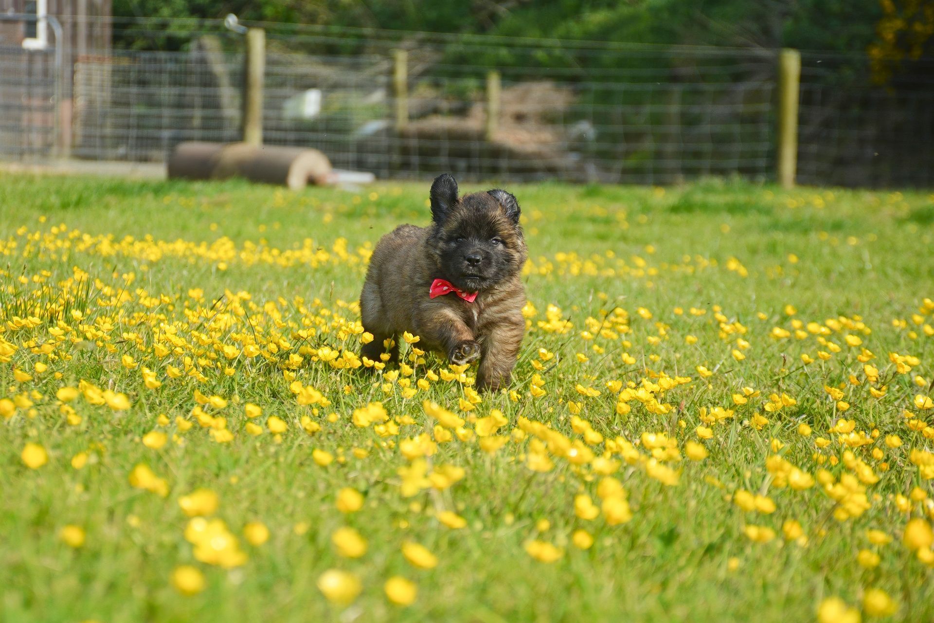 Brown, shaggy dog runs through a field of yellow flowers. Wearing a red collar, in a grassy setting.