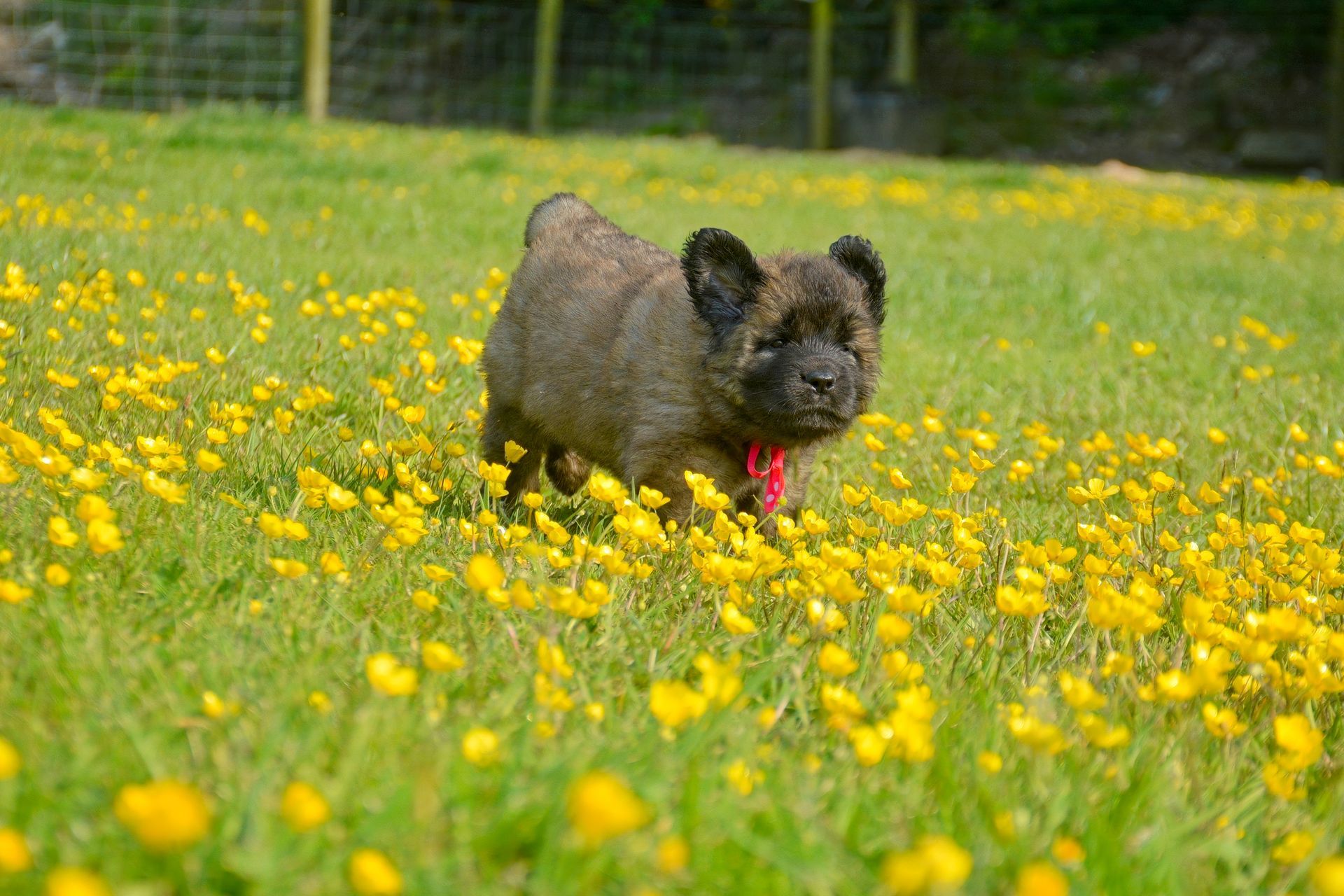 Dog with brown fur in a field of yellow flowers, wearing a red collar.