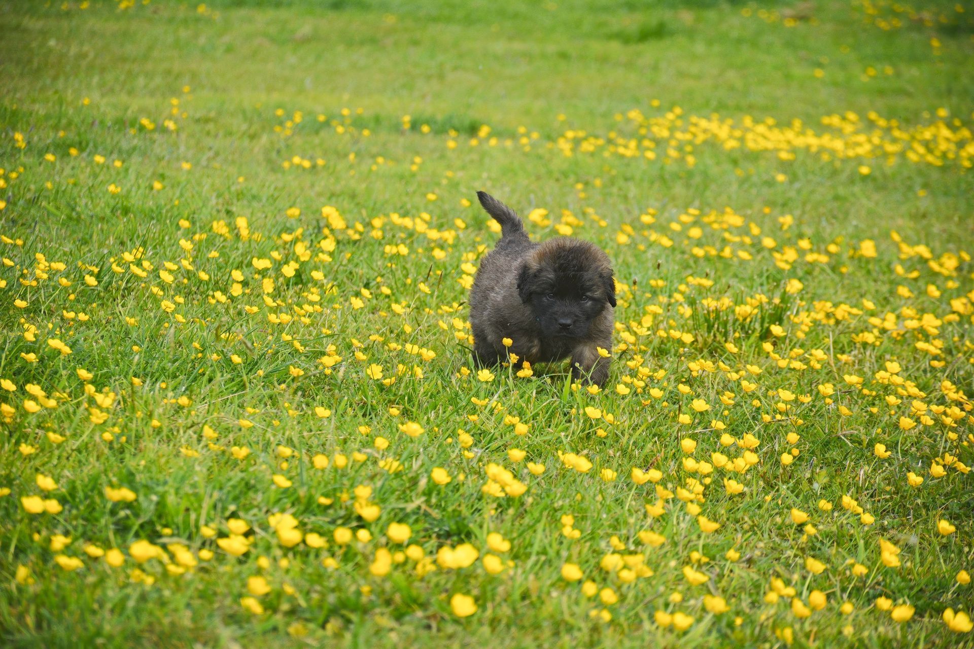 Black dog running through a field of yellow wildflowers.