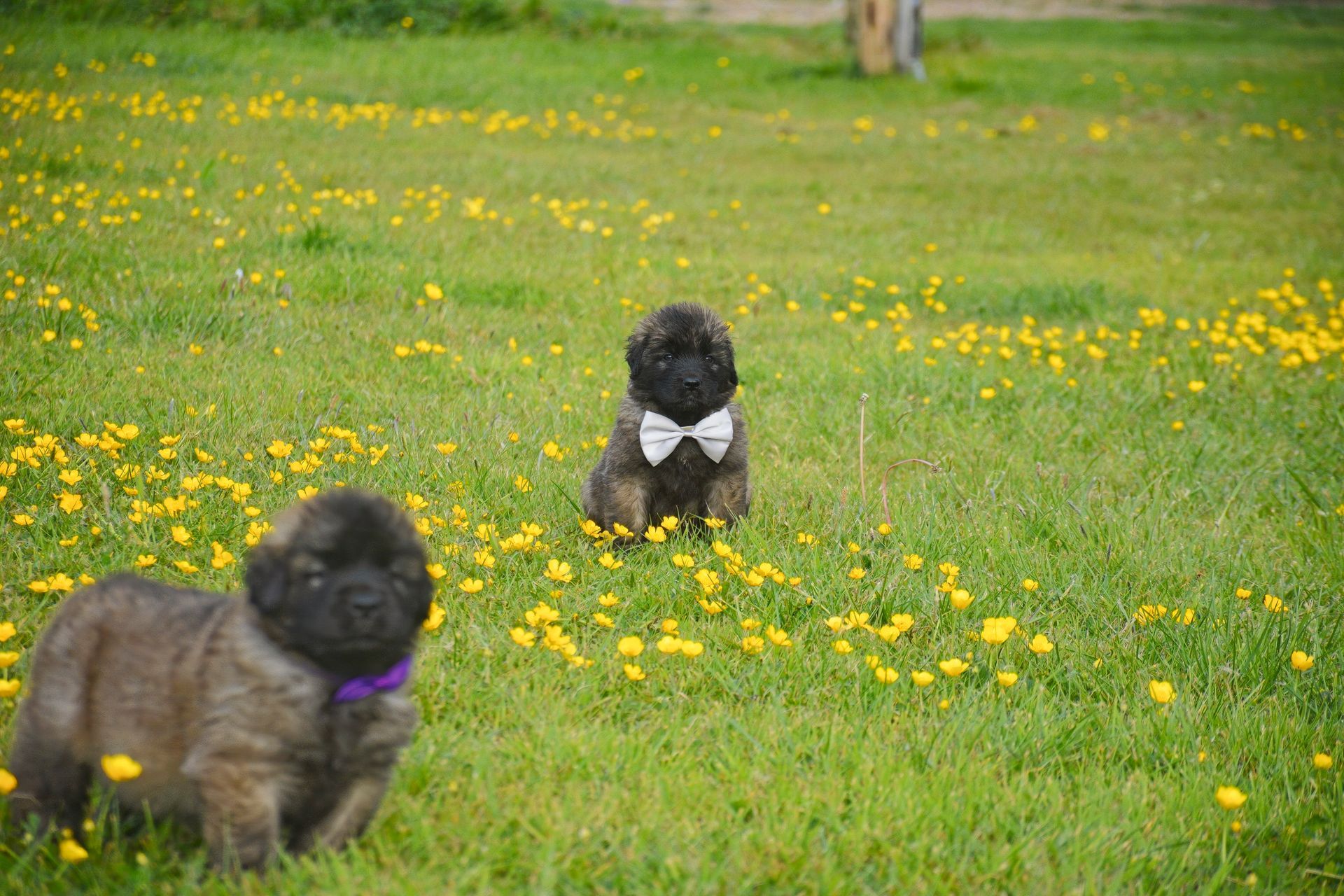 Two fluffy puppies in a grassy field with yellow flowers; one wears a white bow tie, the other a purple collar.