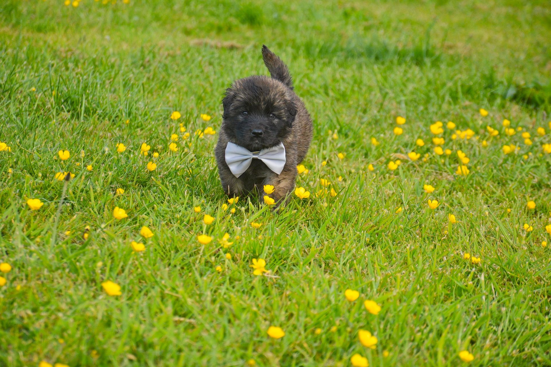 Puppy wearing a bow tie in a green field with yellow flowers.