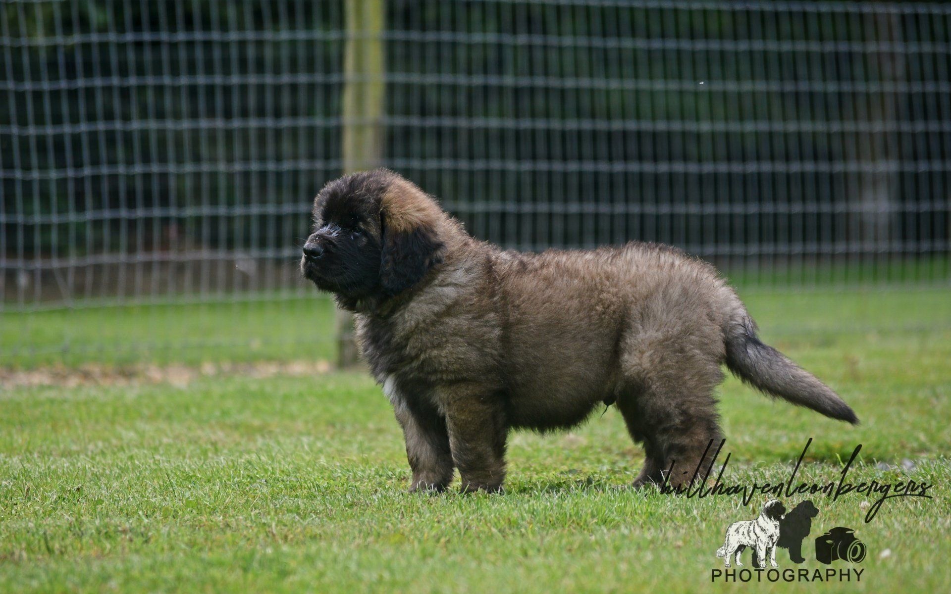 Hillhavenleonbergers leonbergers