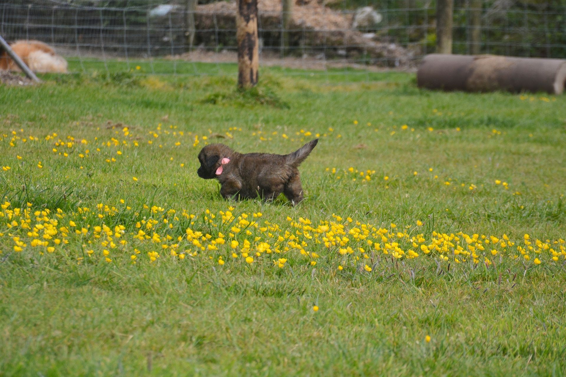 Puppy with a pink collar in a field of yellow flowers and green grass.