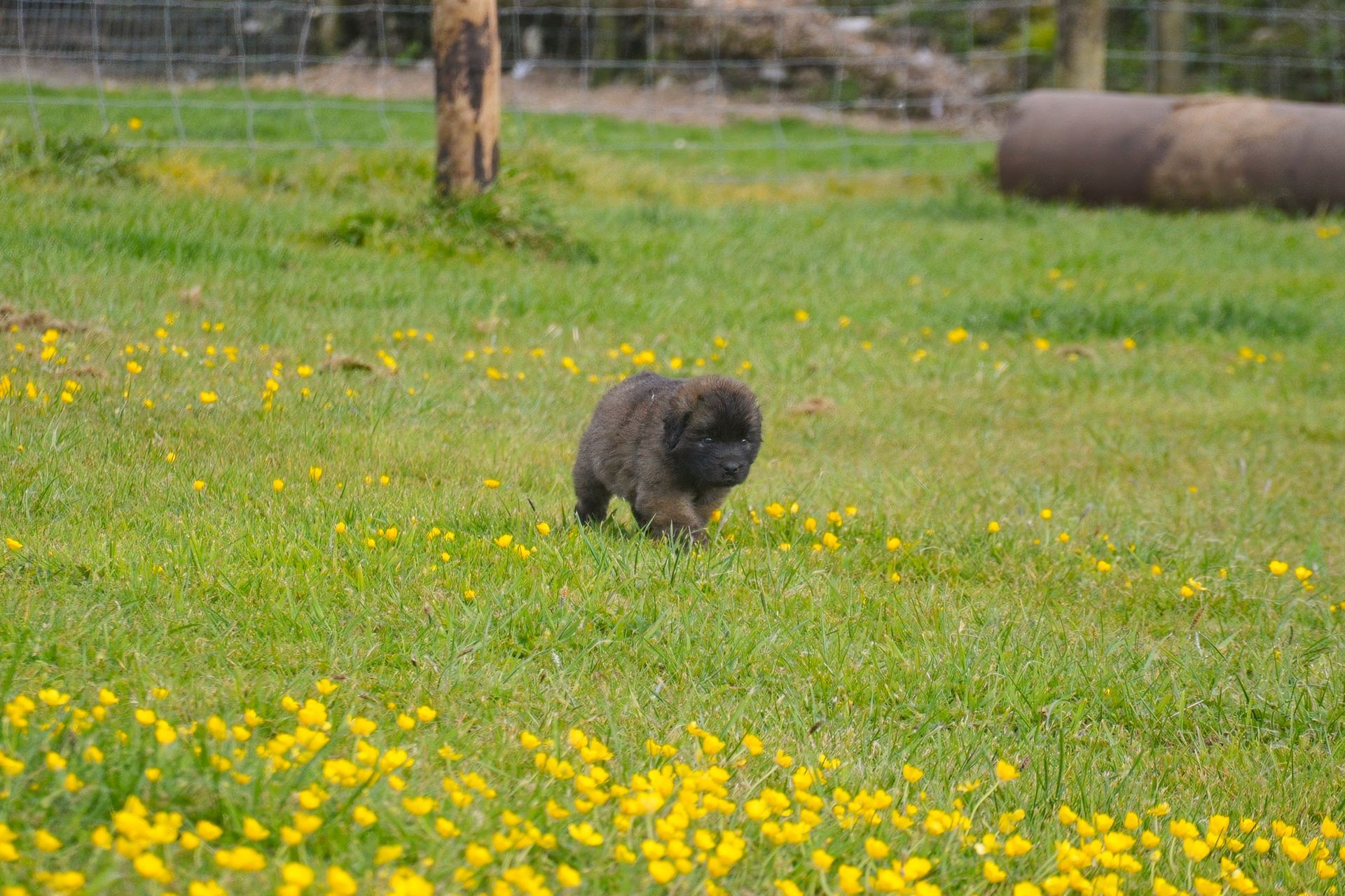 Small, fluffy, dark-furred animal walking in a grassy field with yellow flowers.
