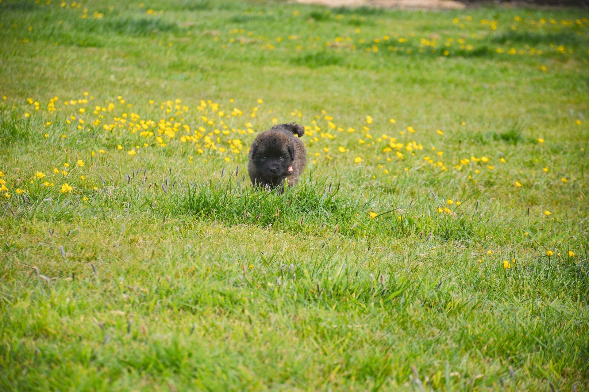 Black dog walking away in a green field with yellow flowers.