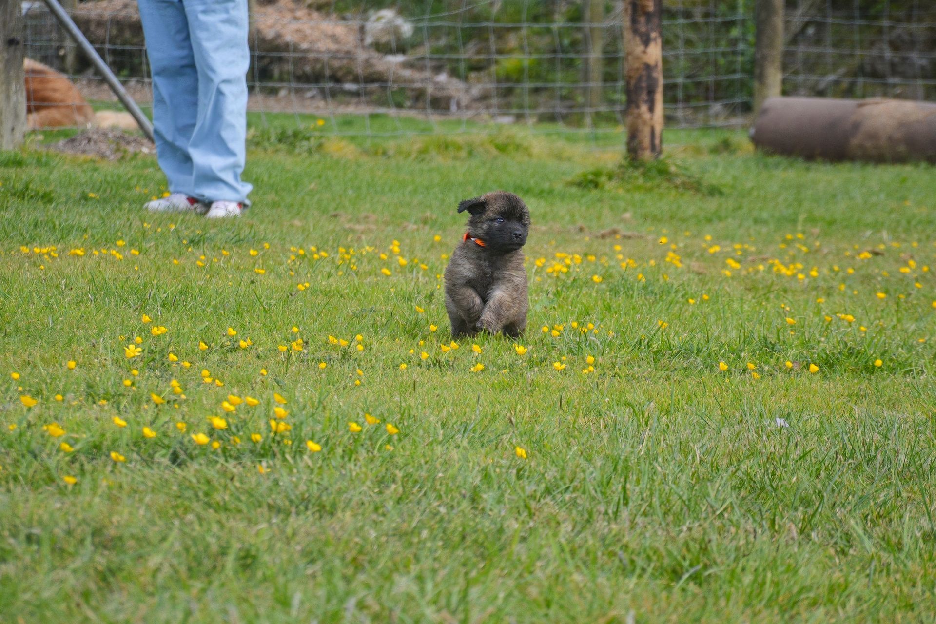 Small, fluffy dog running in a grassy field with yellow flowers; person standing nearby.