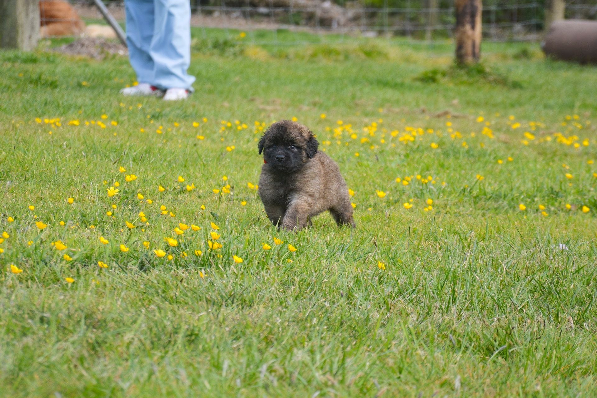 Puppy with brown, curly fur running in a grassy field with yellow flowers; a person stands nearby.