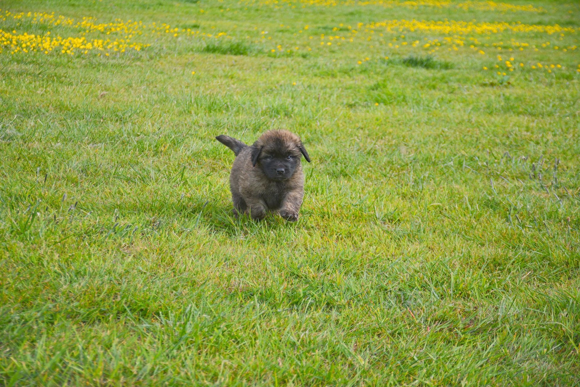 Puppy with brown fur running on green grass with yellow flowers.