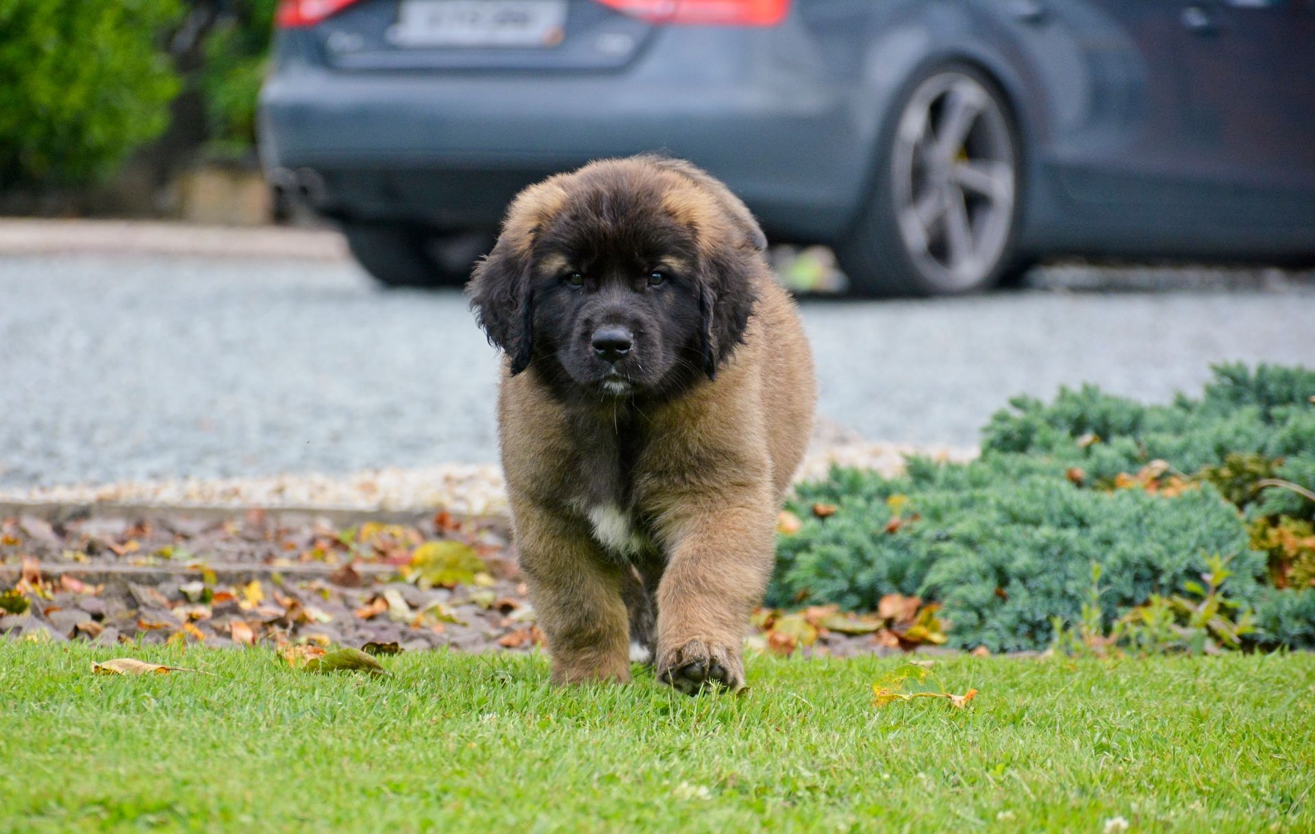 Hillhavenleonbergers leonbergers