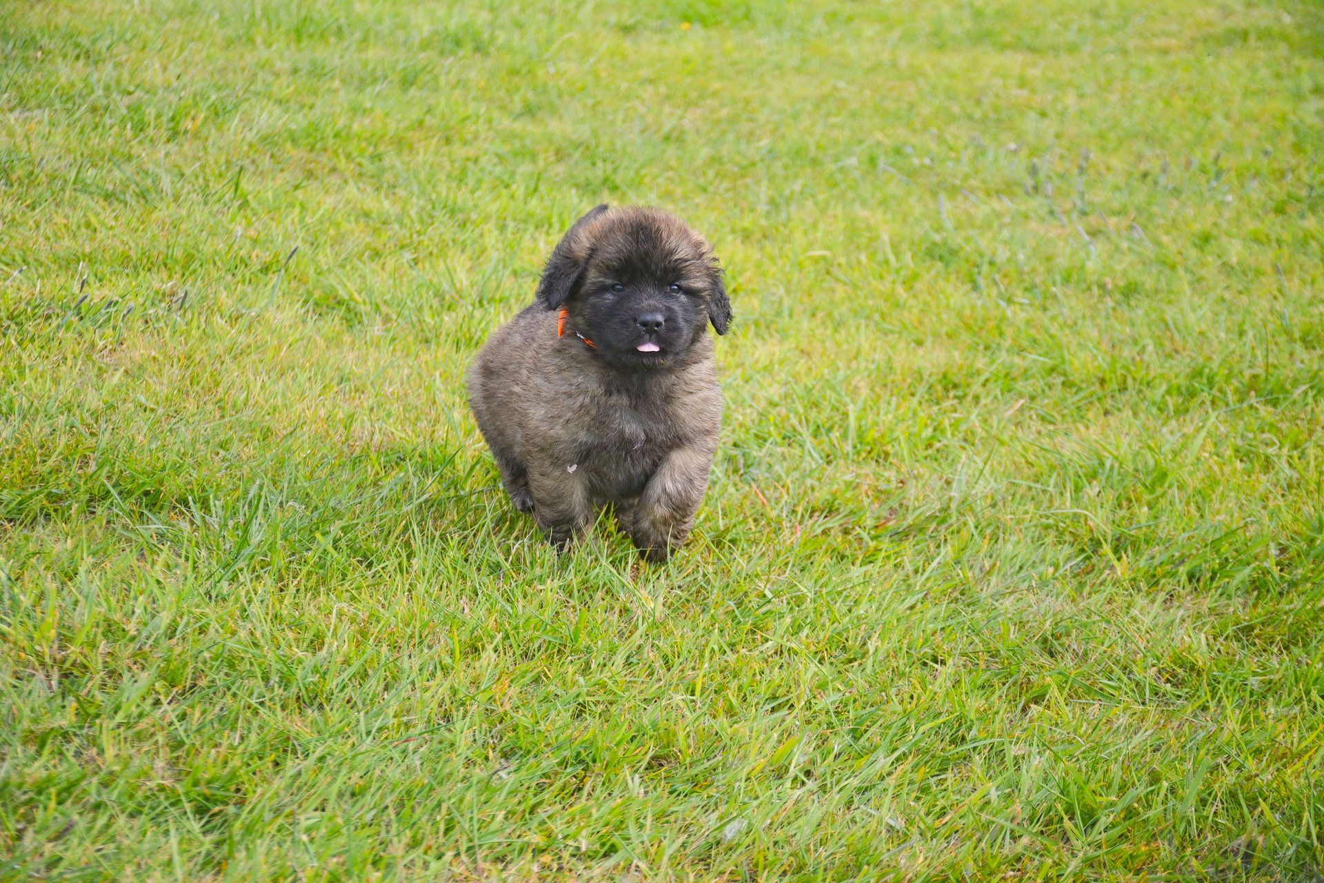 Fluffy gray puppy with tongue out, walking on green grass.