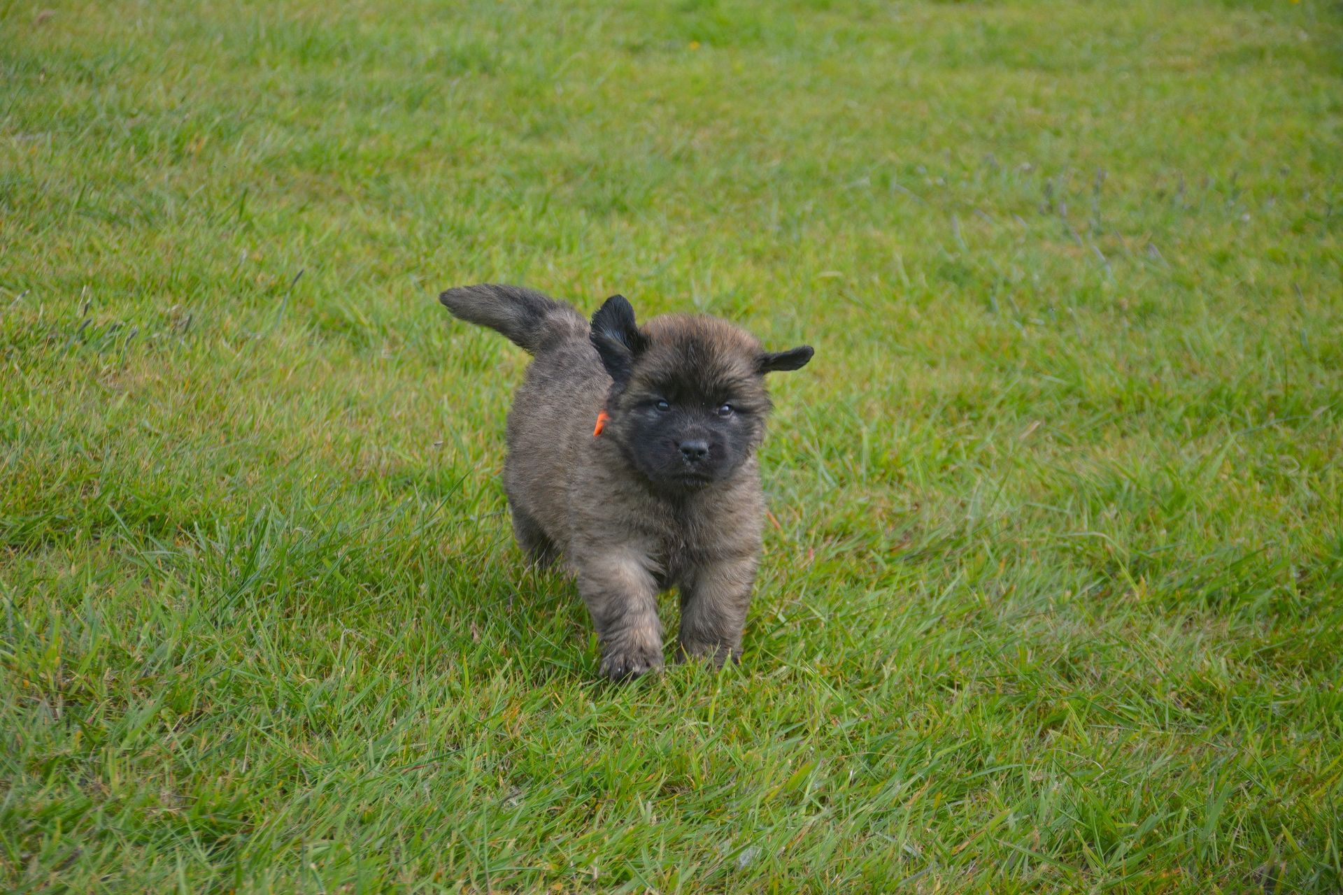 Brown, curly-haired puppy on green grass, tail up, ears perked.