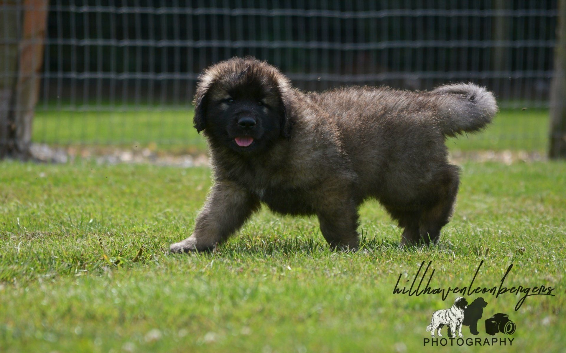 Hillhavenleonbergers leonbergers