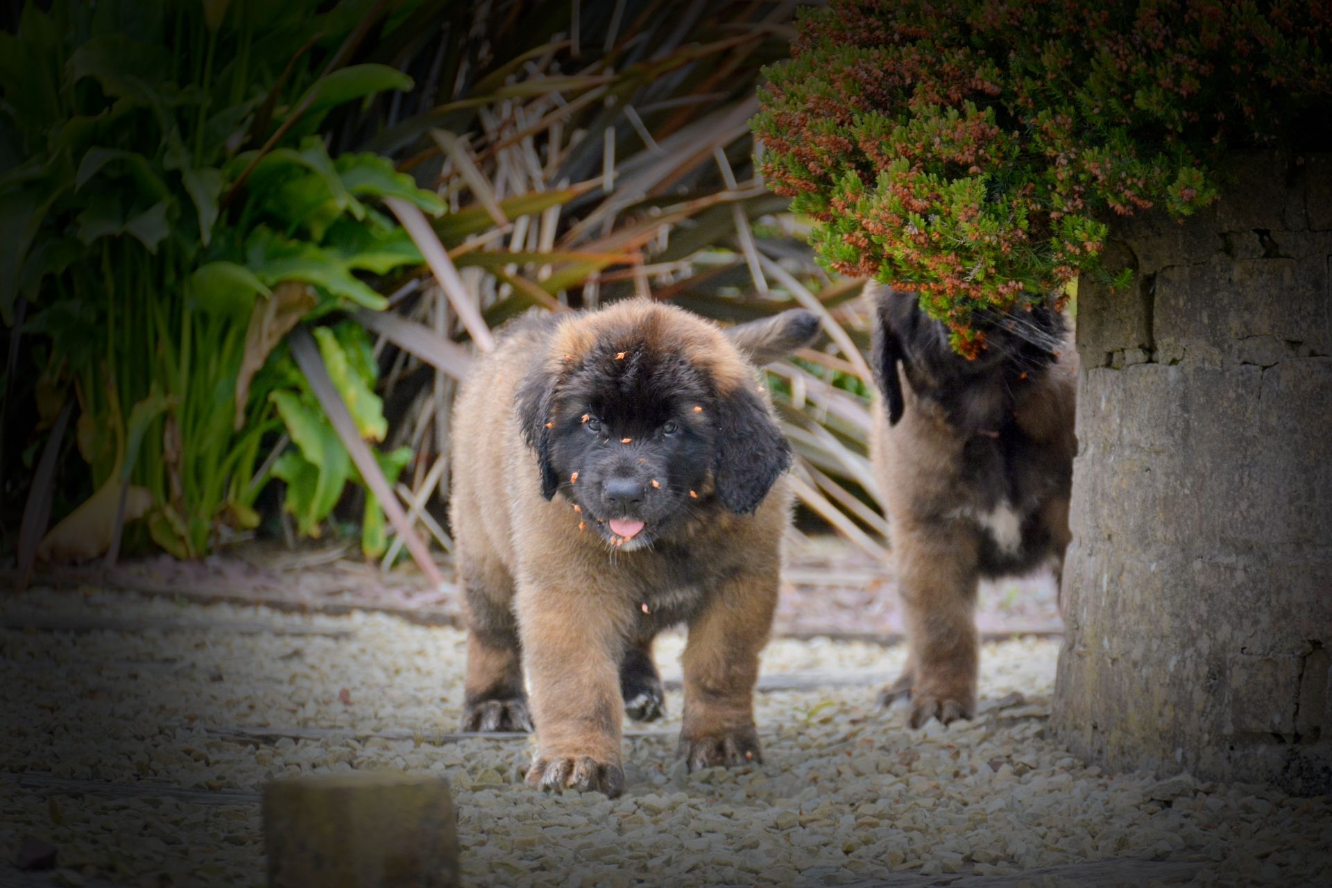 Hillhavenleonbergers leonbergers