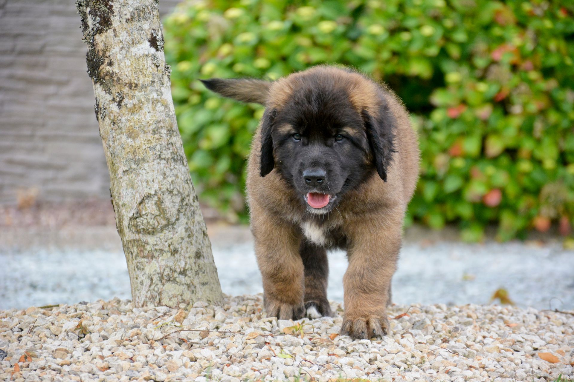 Hillhavenleonbergers leonbergers