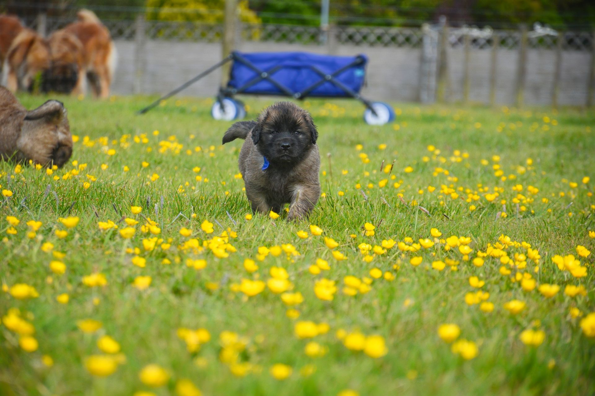 A fluffy brown puppy runs towards the camera through a field of yellow flowers.
