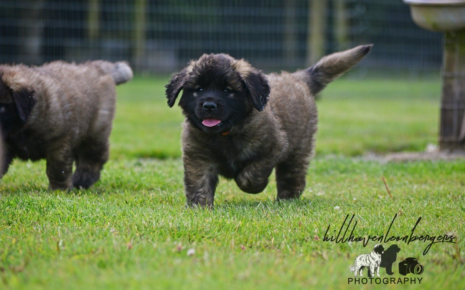 Hillhavenleonbergers leonbergers