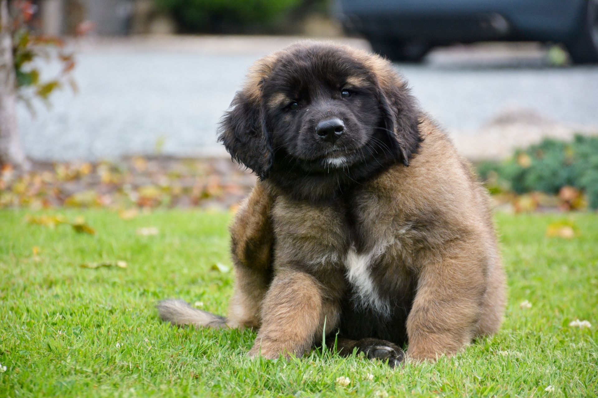 Hillhavenleonbergers leonbergers