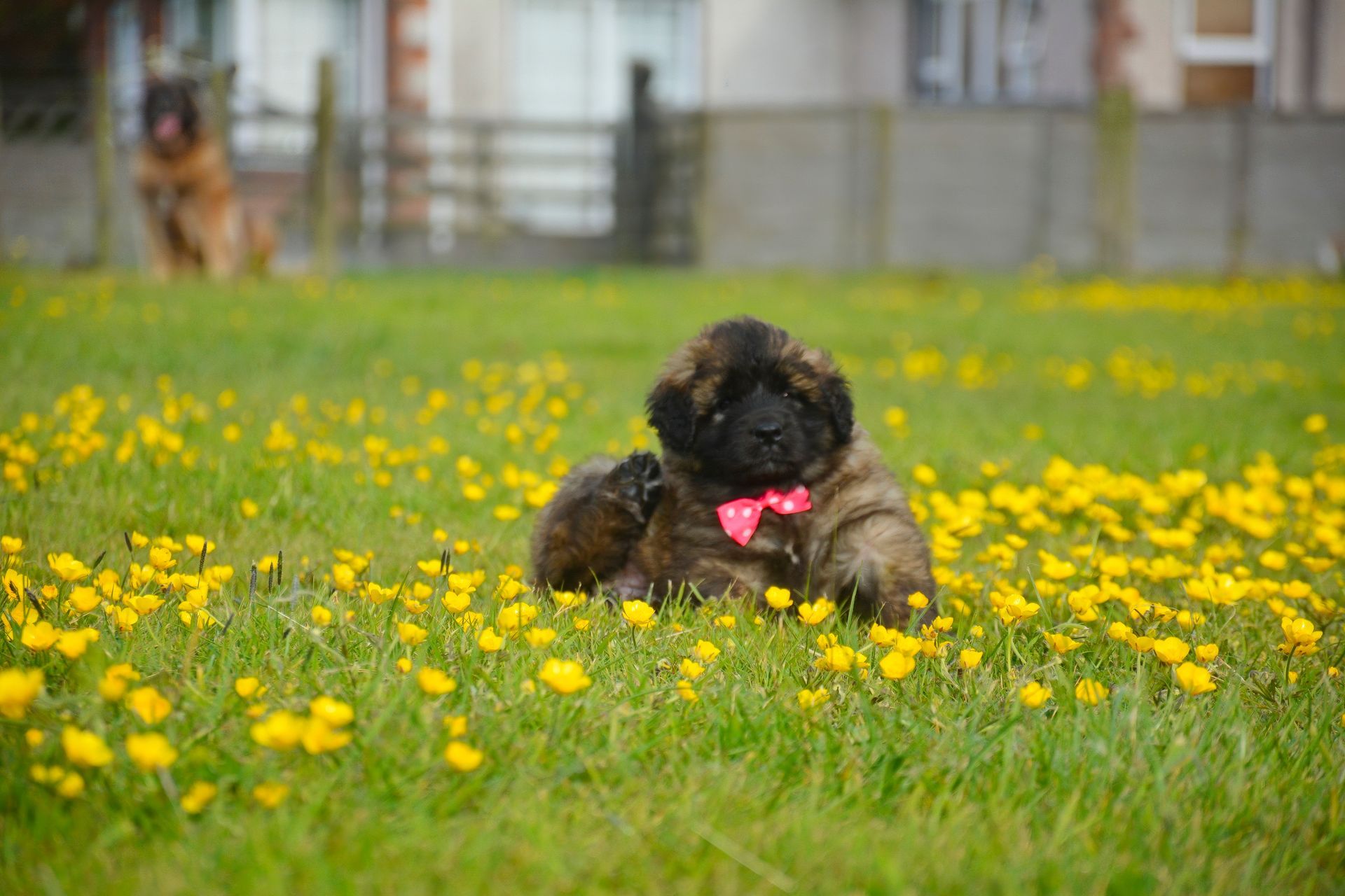 Fluffy brown puppy with a pink bow in a field of yellow flowers; another dog in the background.
