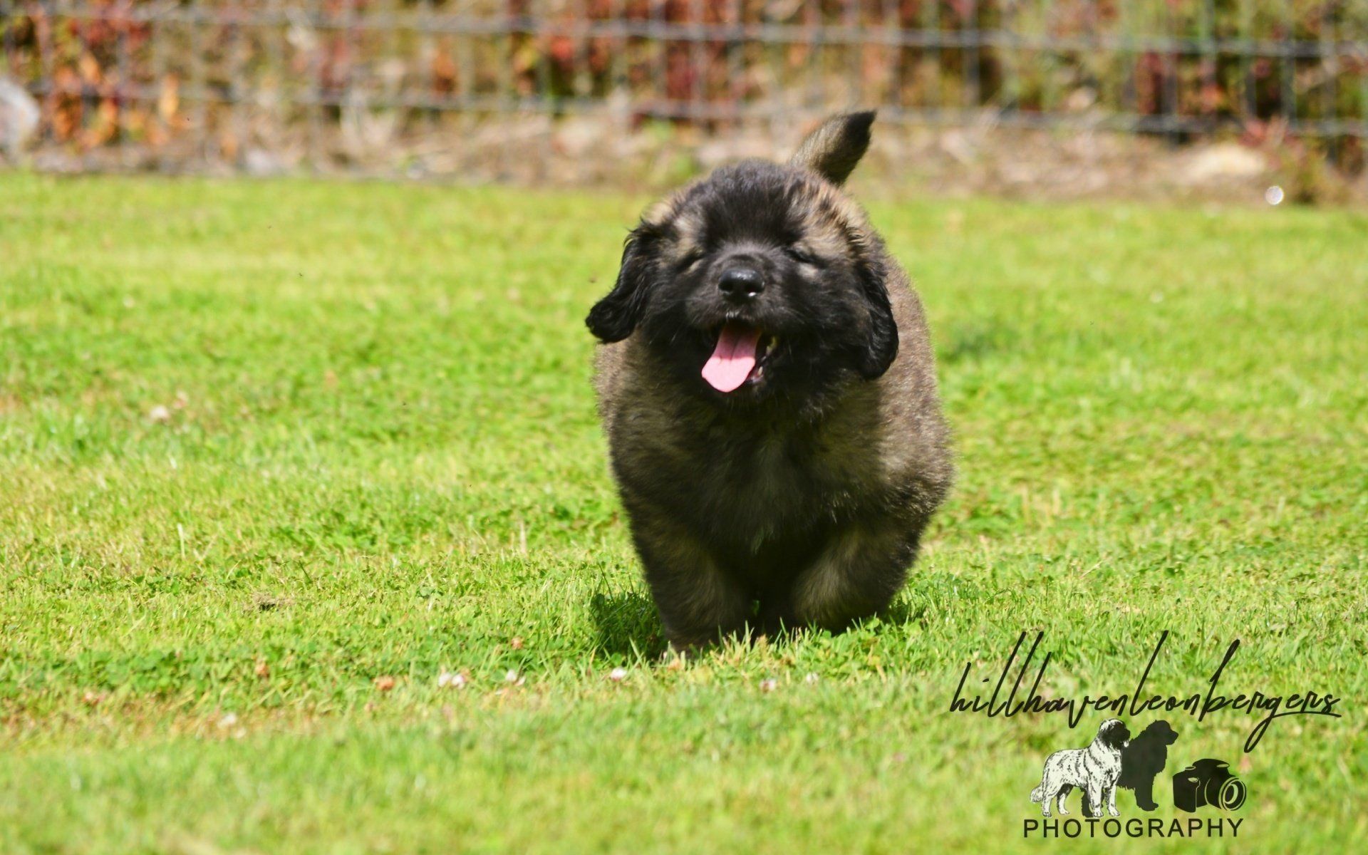 Hillhavenleonbergers leonbergers