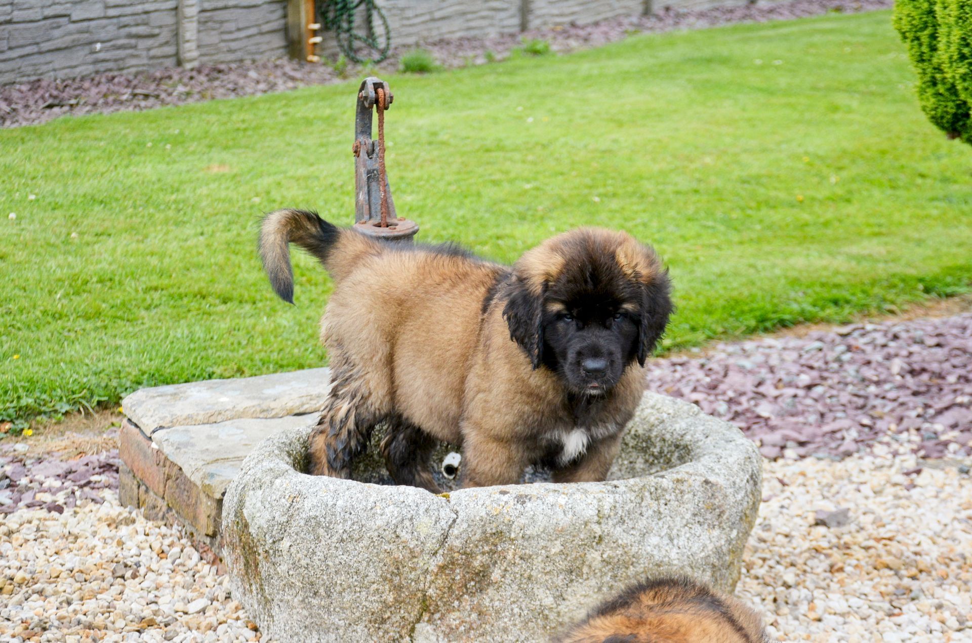 Hillhavenleonbergers leonbergers