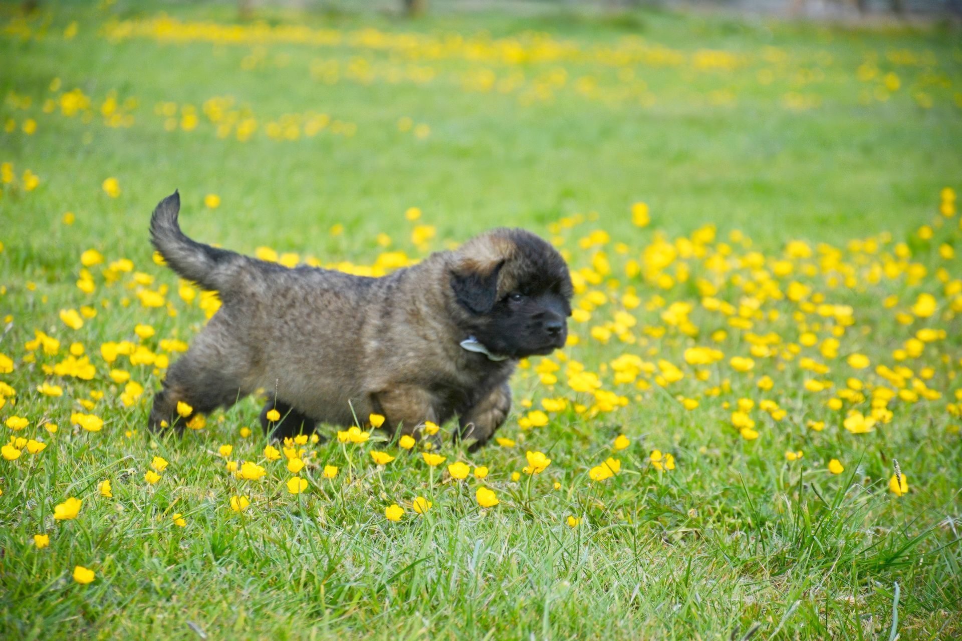 Puppy runs through a field of yellow flowers and green grass, tail up.