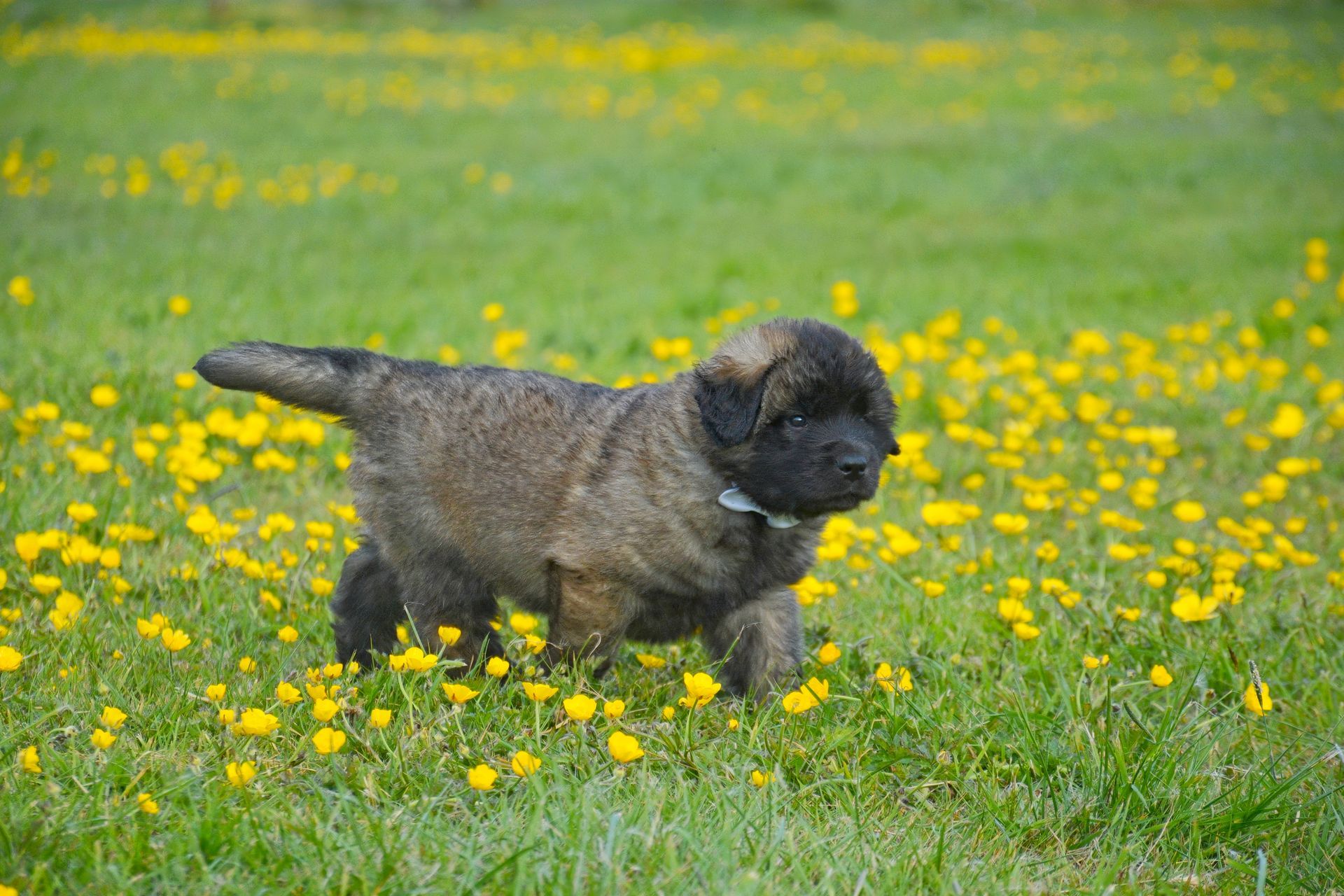 Puppy with dark fur walking through a green field dotted with yellow flowers.