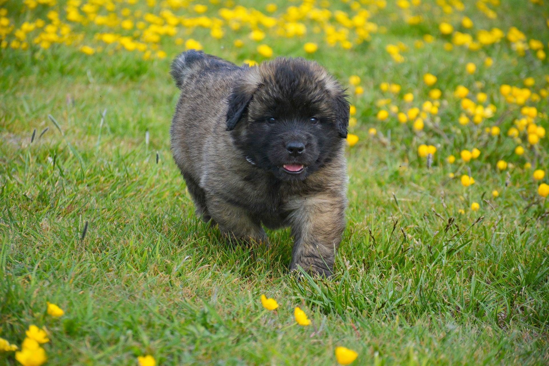 Fluffy, gray puppy running toward the camera through green grass and yellow flowers, tongue slightly out.