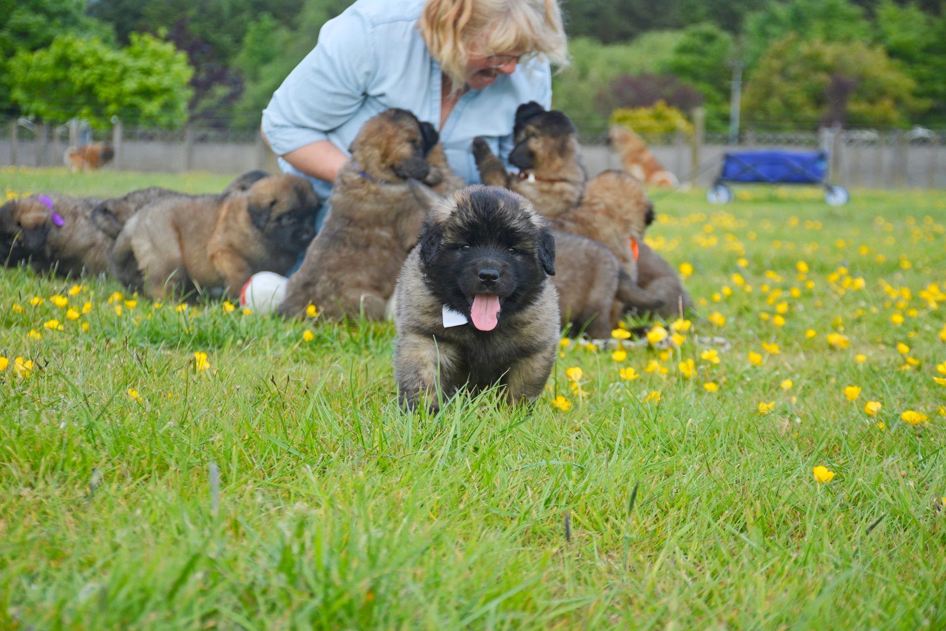 A woman with blonde hair surrounded by several brown puppies in a grassy field with yellow flowers. One puppy runs towards the camera.