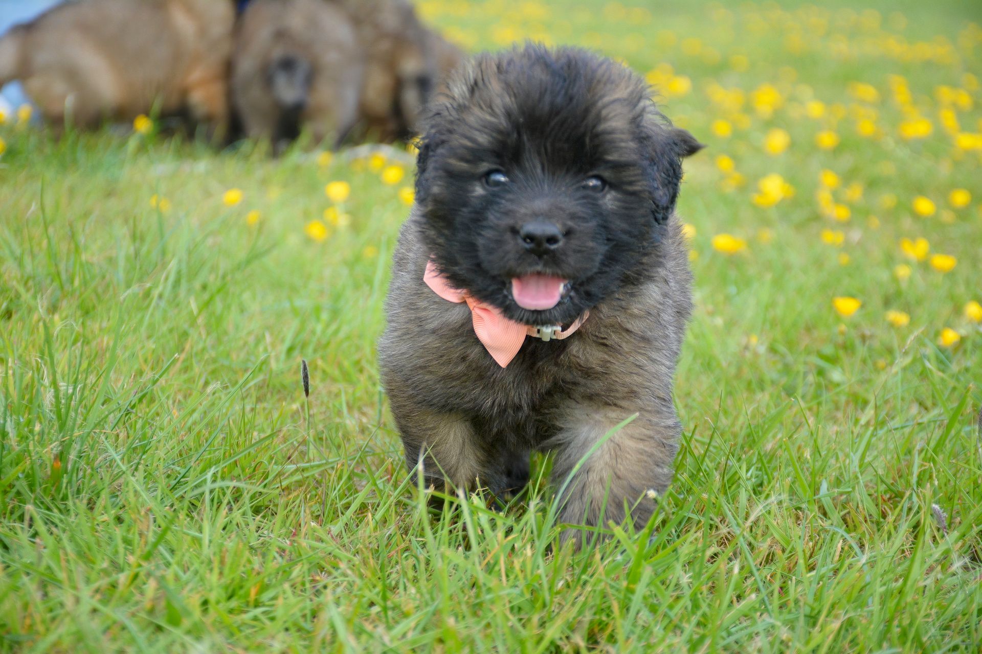 Fluffy puppy with a pink collar, running in green grass with yellow flowers.