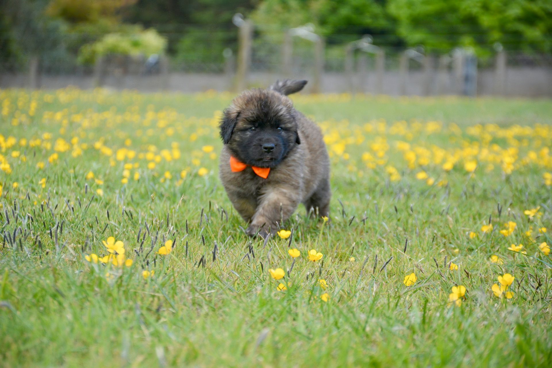Fluffy puppy with orange bow tie walking in a field of yellow flowers.
