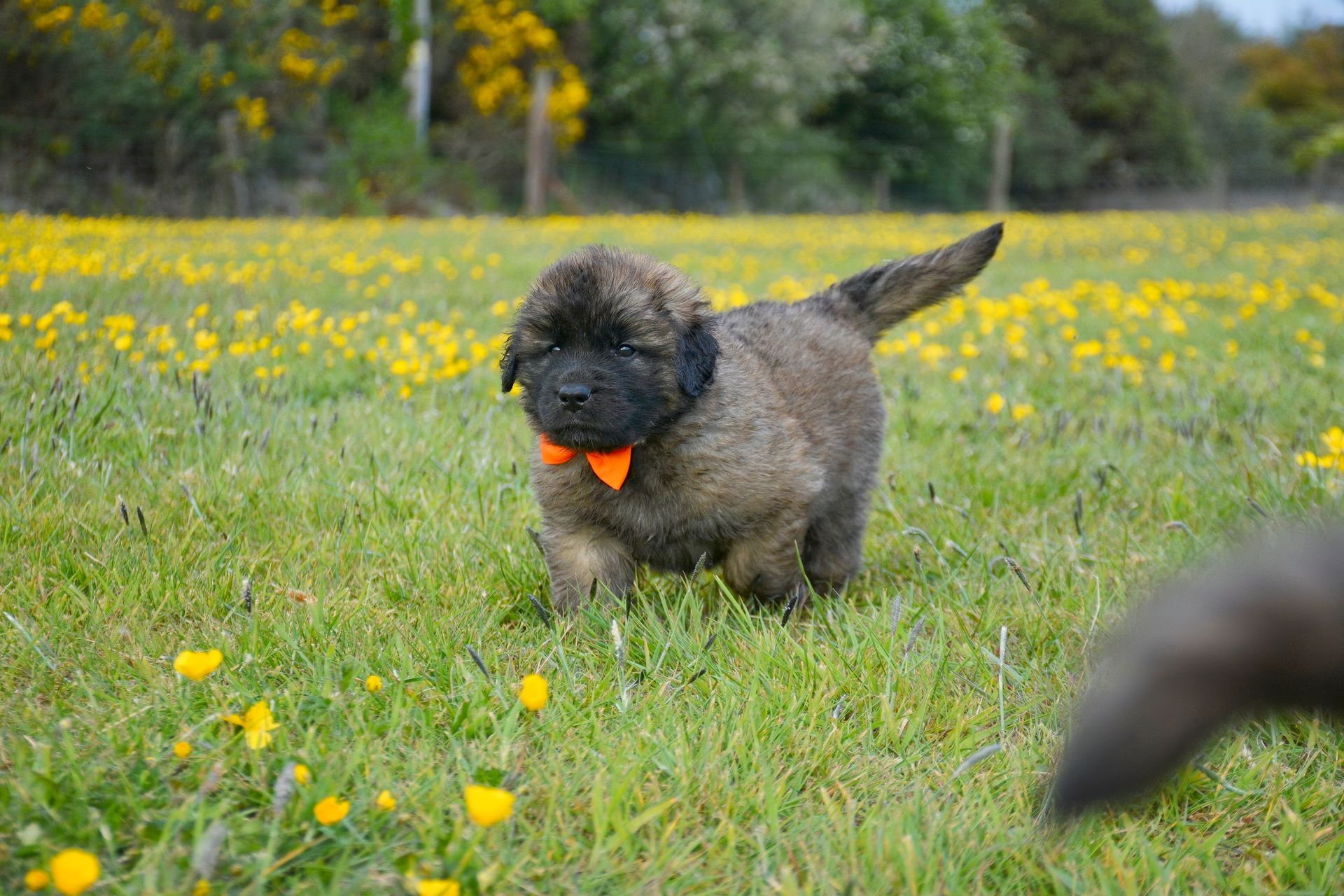 Fluffy brown puppy with orange bowtie in a field of yellow flowers and green grass, tail up.
