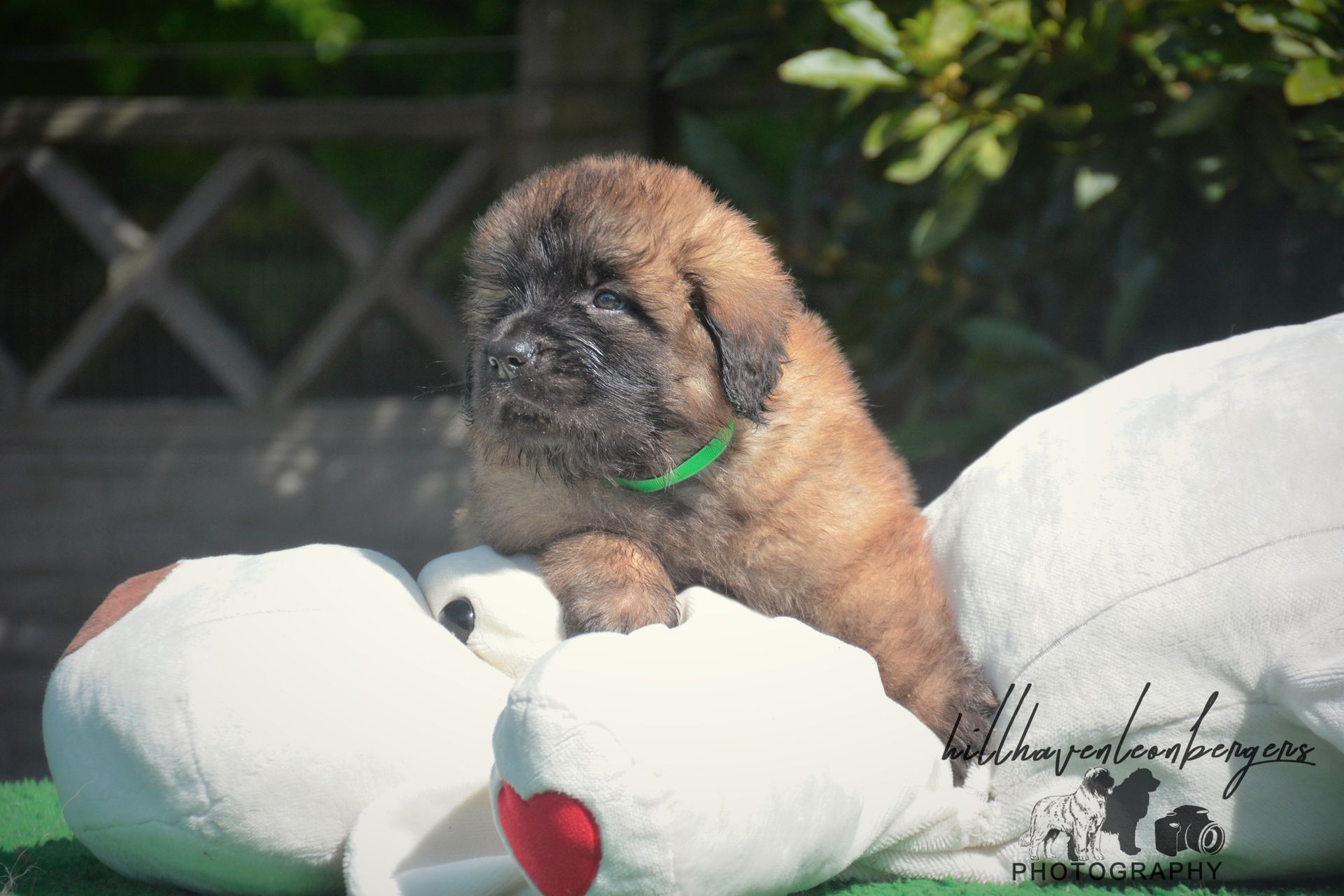 Brown puppy with green collar on a white stuffed animal; outdoor setting.