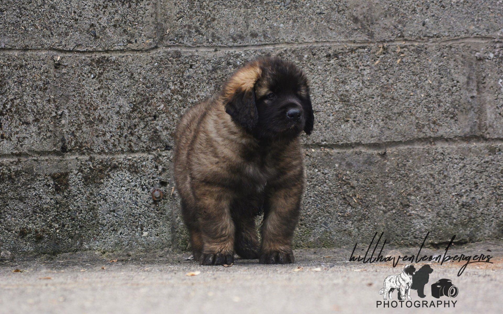 Hillhavenleonbergers leonbergers