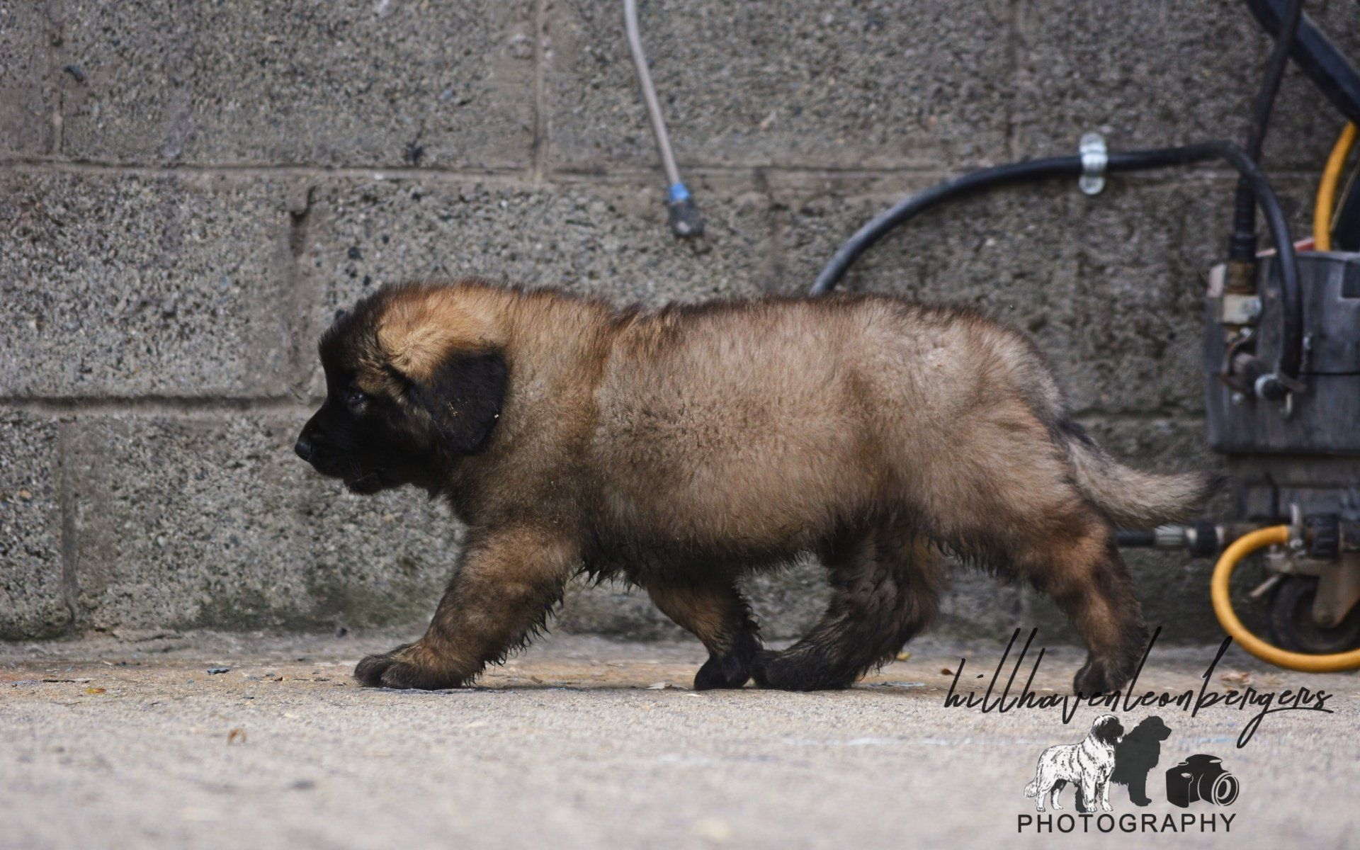 Hillhavenleonbergers leonbergers