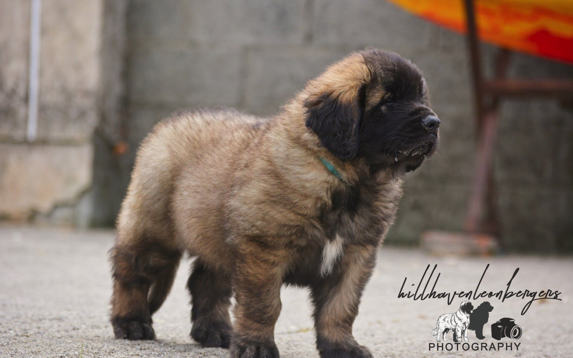 Hillhavenleonbergers leonbergers