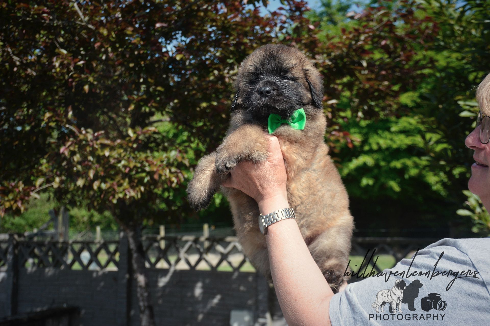 A person holding a fluffy puppy with a green collar outdoors near trees and a fence.