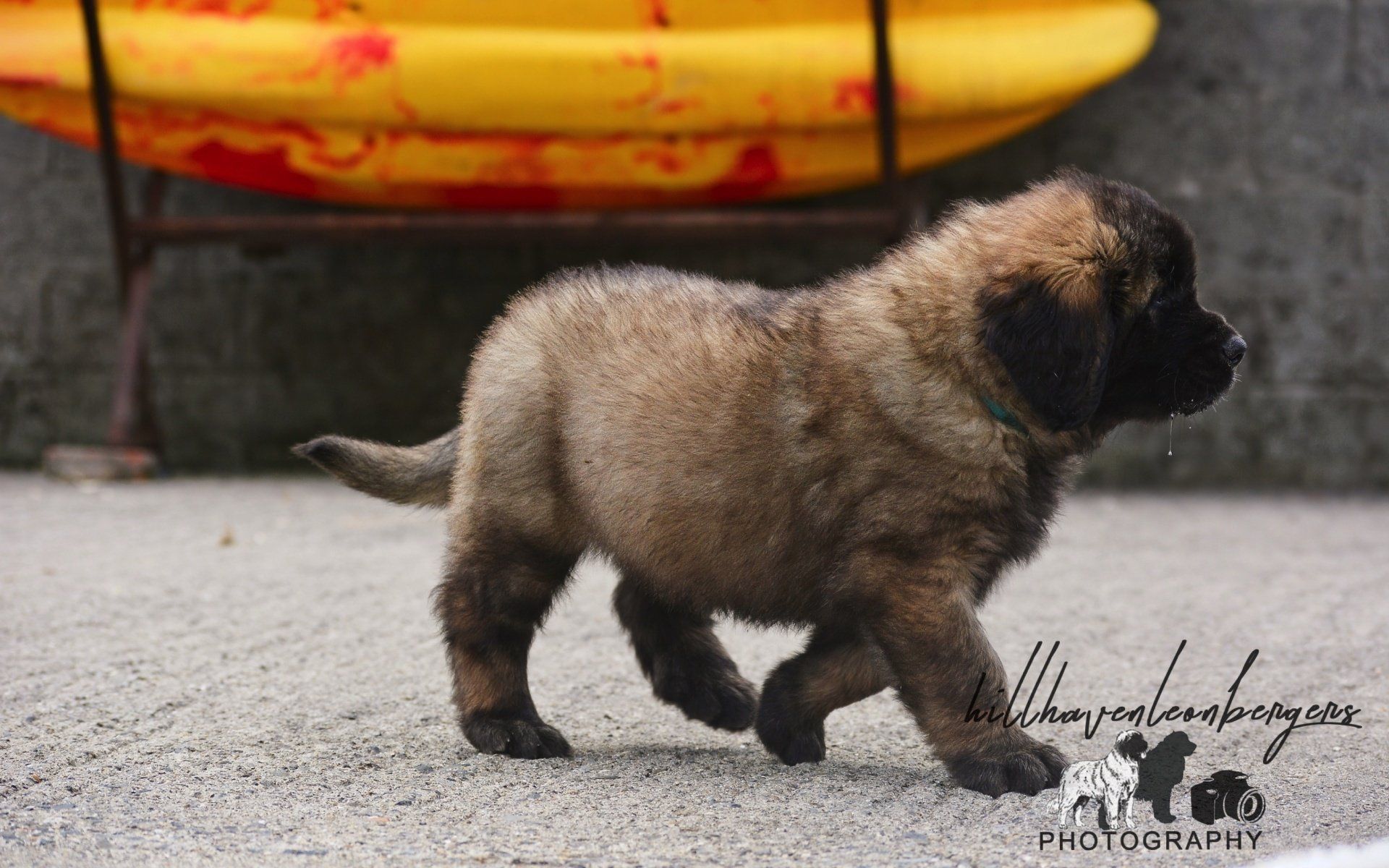 Hillhavenleonbergers leonbergers