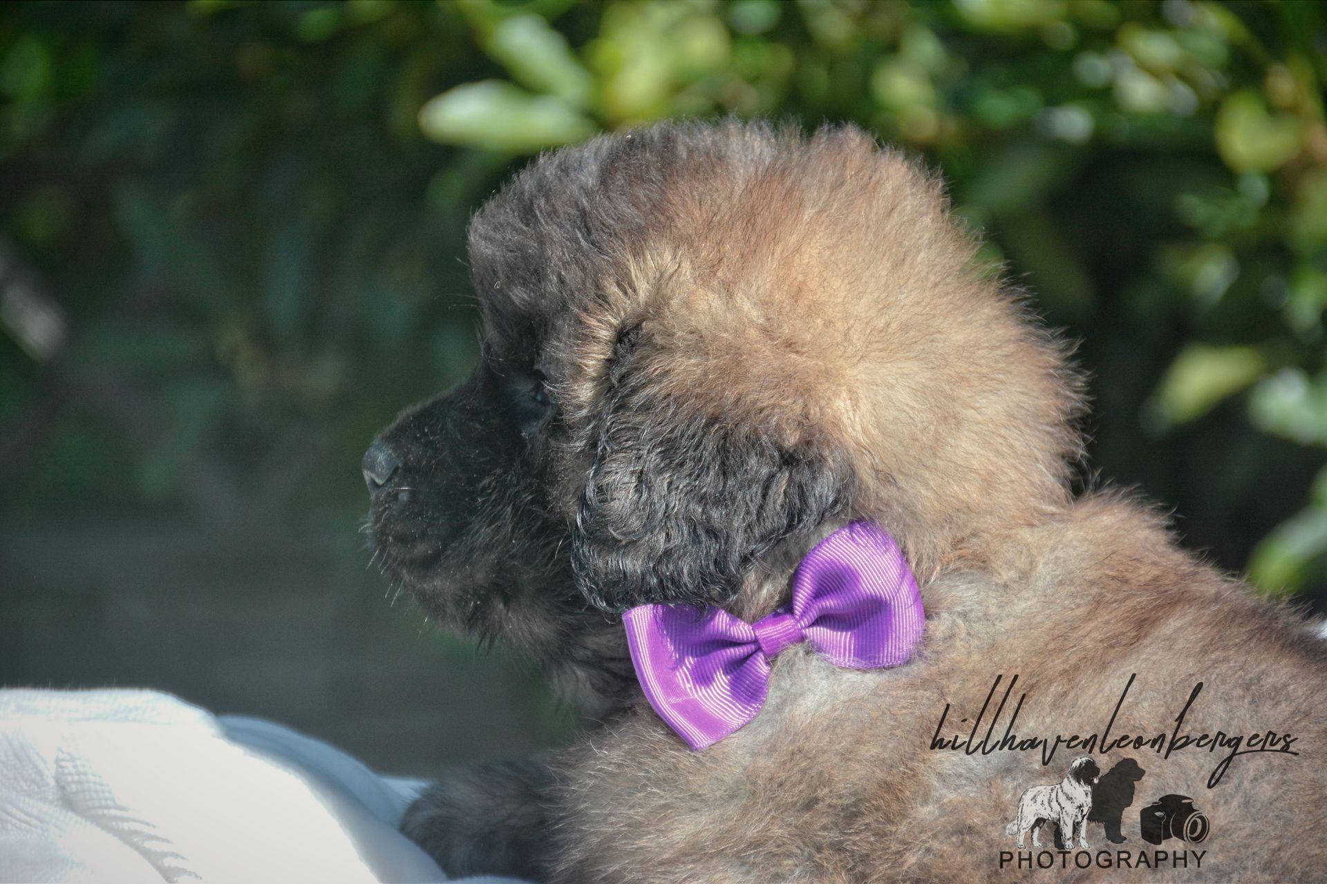 Fluffy, brown puppy with purple bow, outdoors.