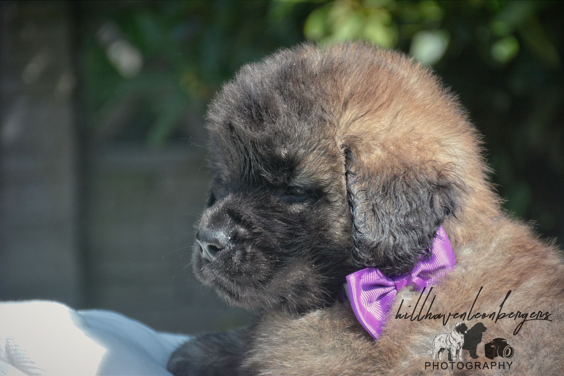 Fluffy brown puppy wearing a purple bow tie, looking to the left.