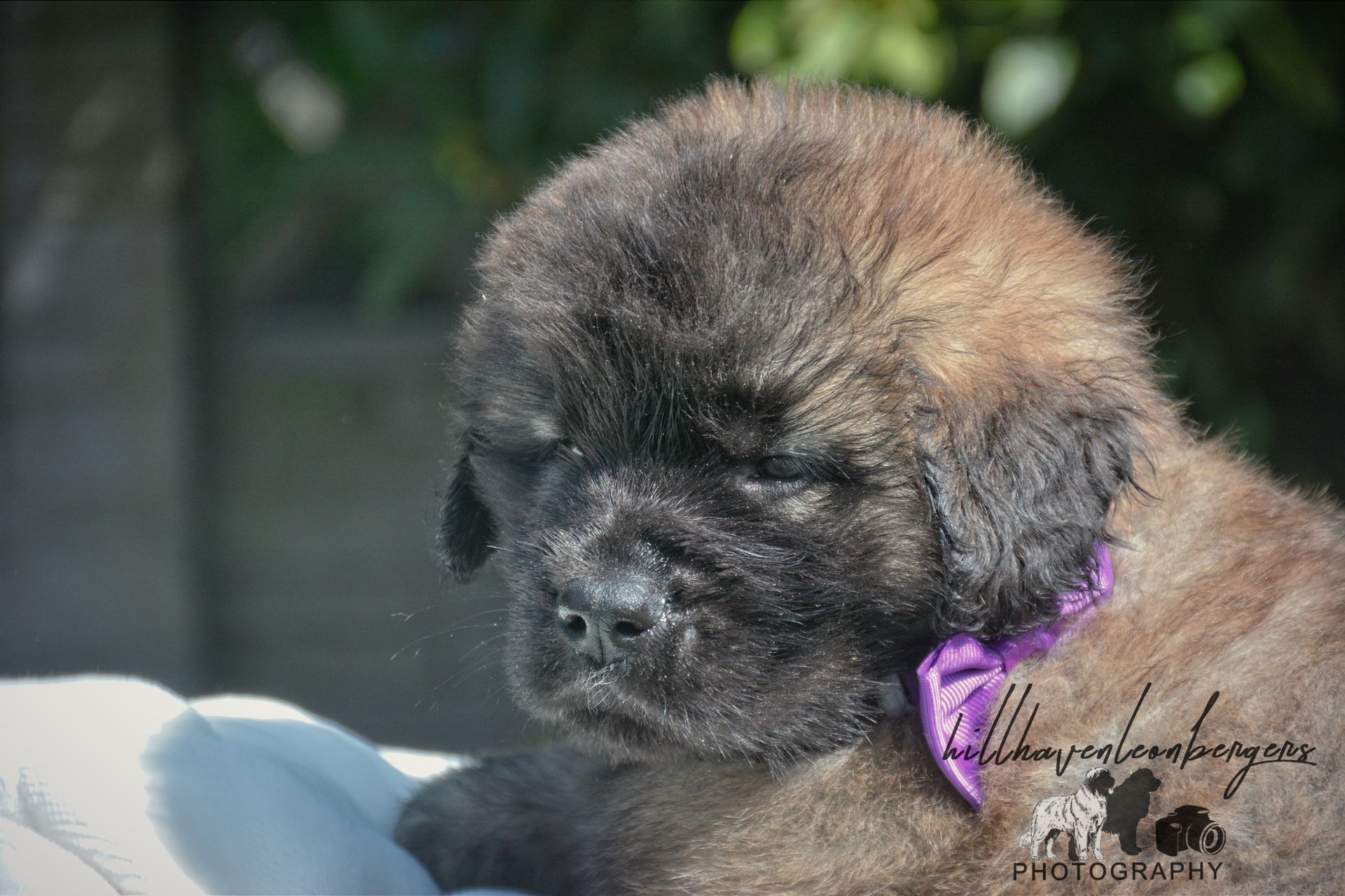 Fluffy, dark-brown puppy with a purple ribbon, resting on a white surface outdoors.