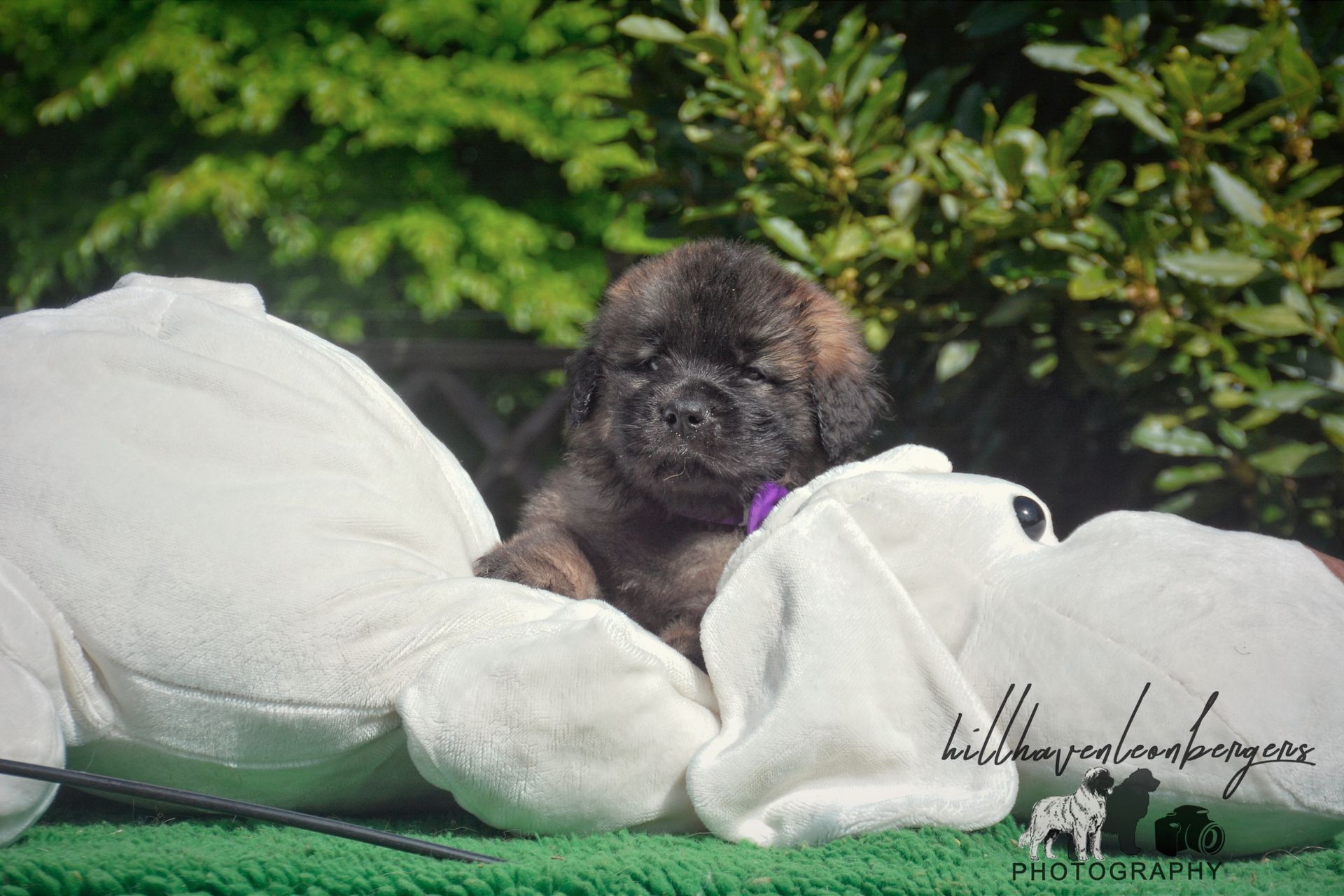 Small, fluffy brown puppy with a purple collar nestled in a large white stuffed animal, outdoors.