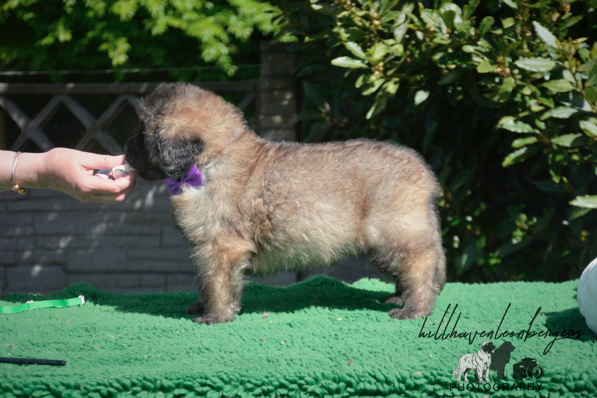 A small, fluffy puppy with a purple collar stands on a green mat. Someone is offering it a treat.
