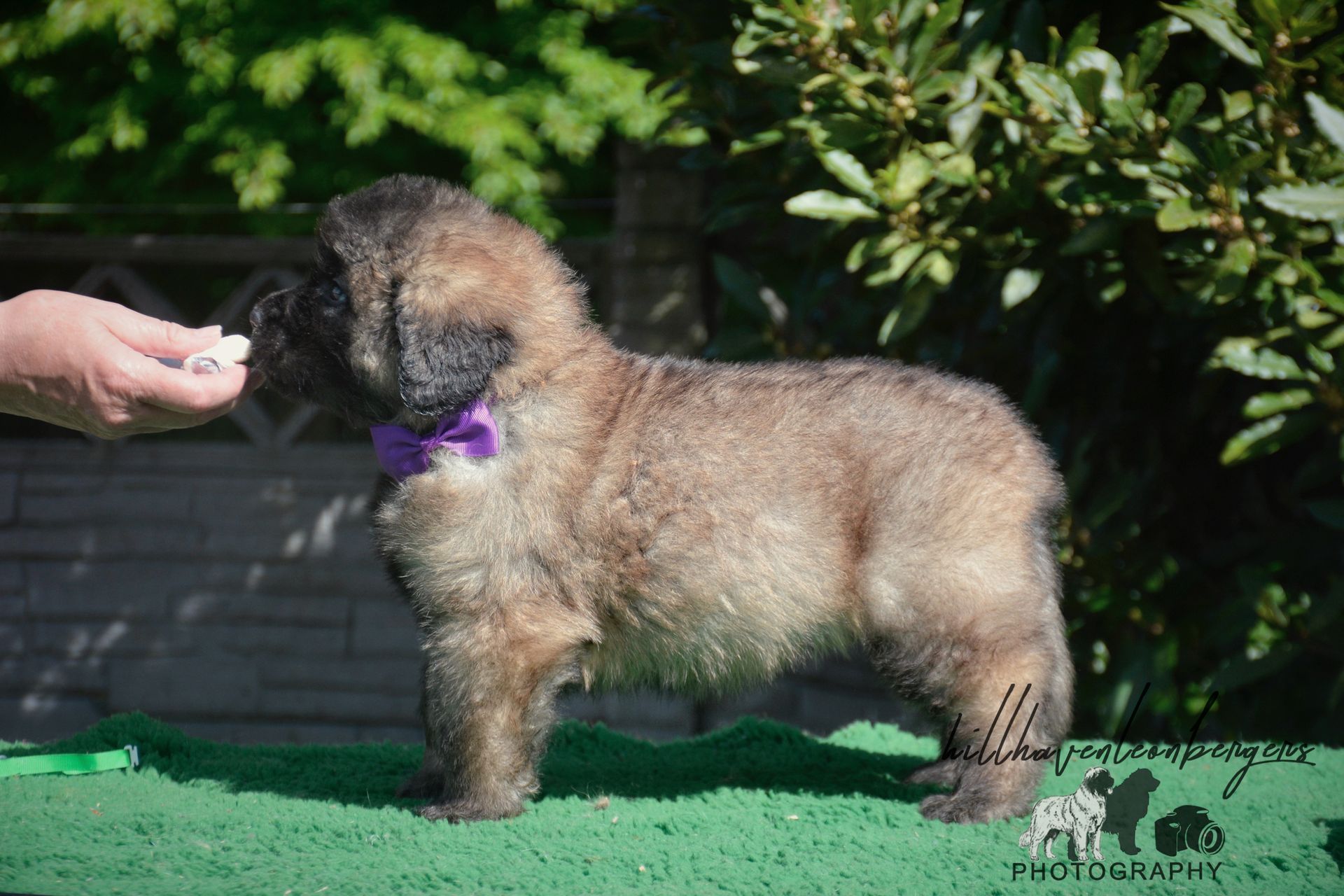 Fluffy puppy with a purple collar, standing on a green surface, being offered a treat by a hand.