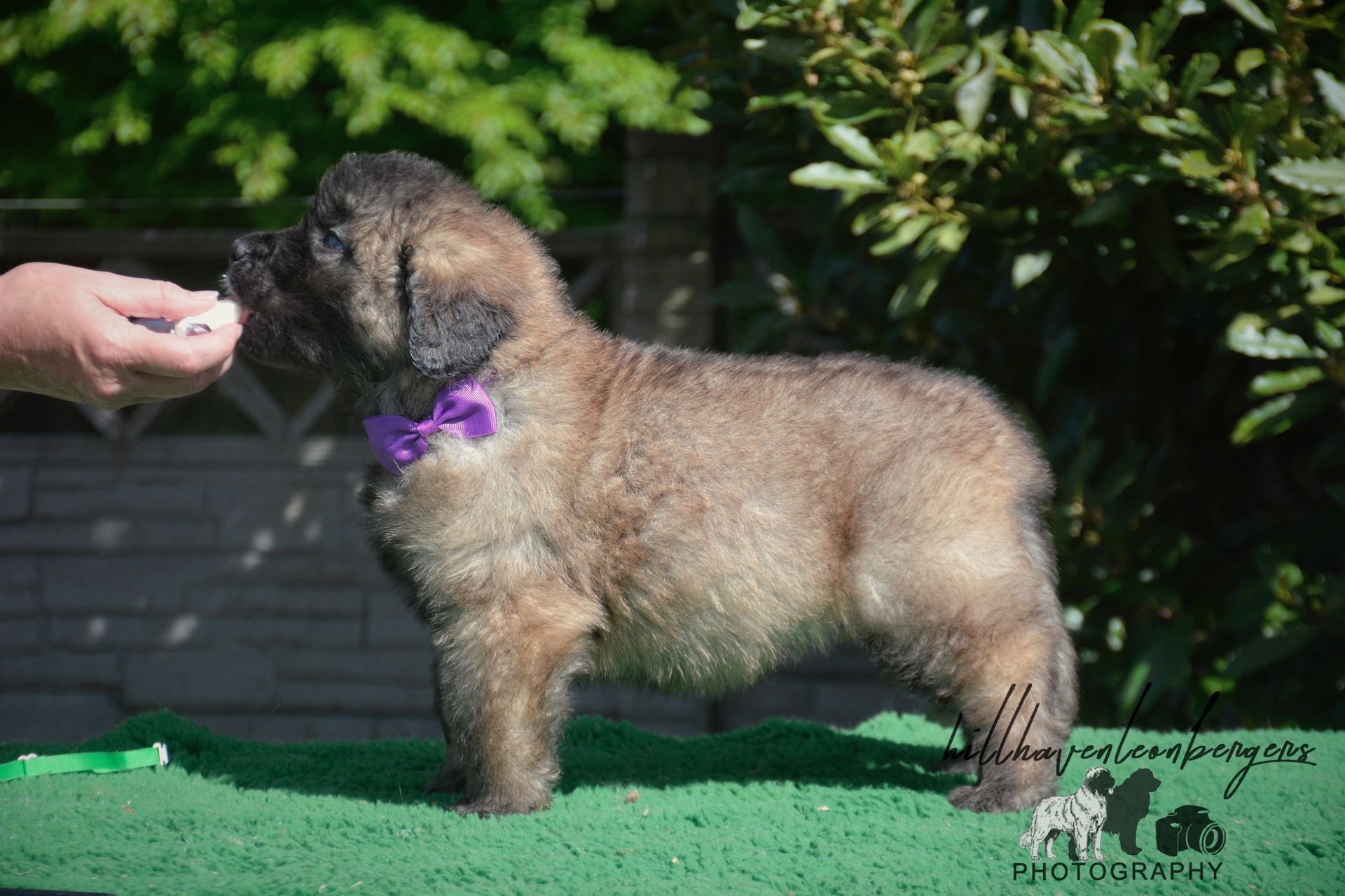 A fluffy brown puppy with a purple collar stands on green turf, being offered a treat by a hand.