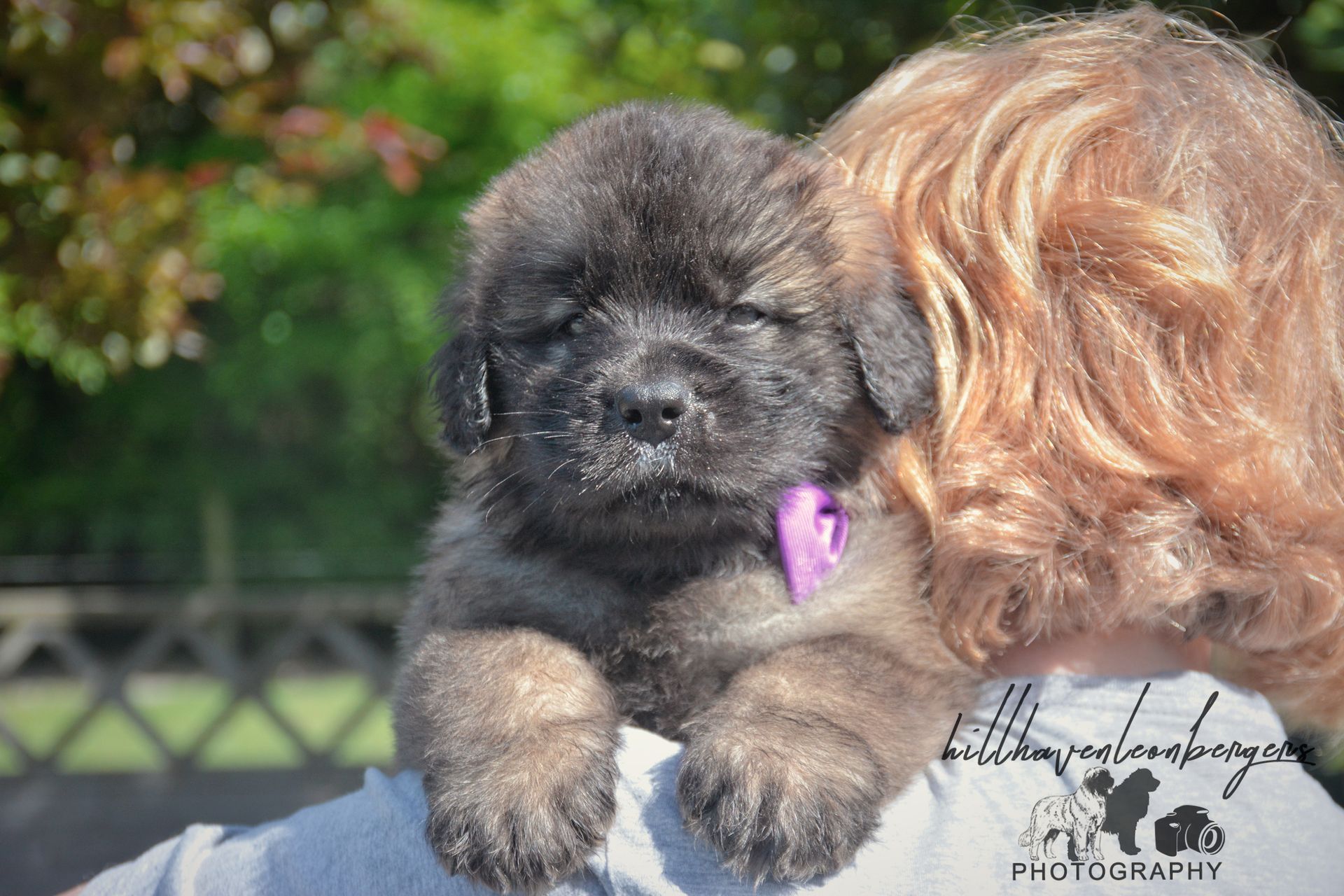 A fluffy, sleepy puppy with a purple collar rests on someone's shoulder outside.