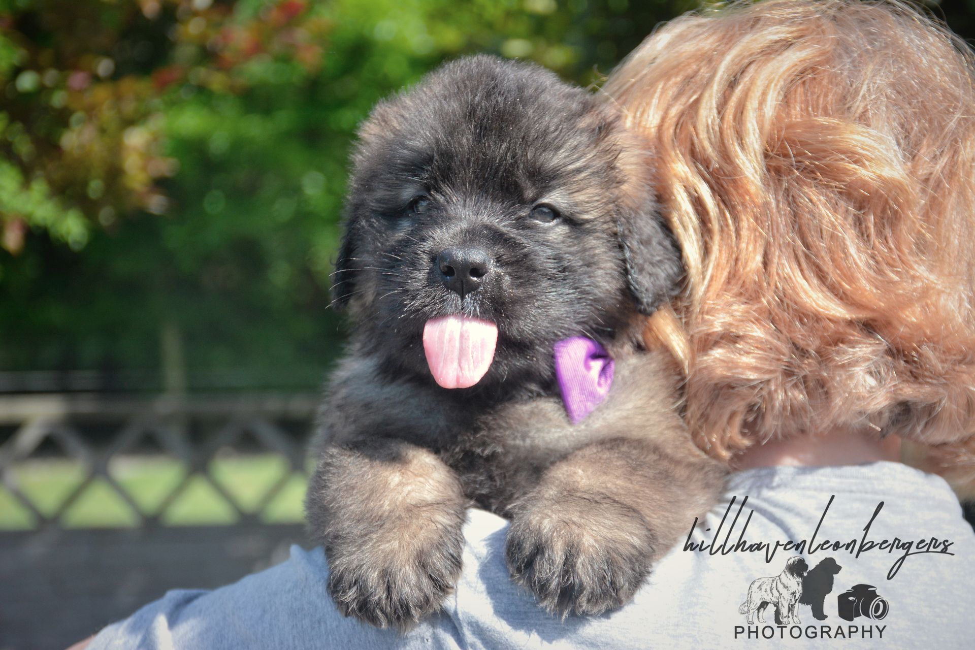 Black puppy with purple collar on a person's shoulder, tongue out.