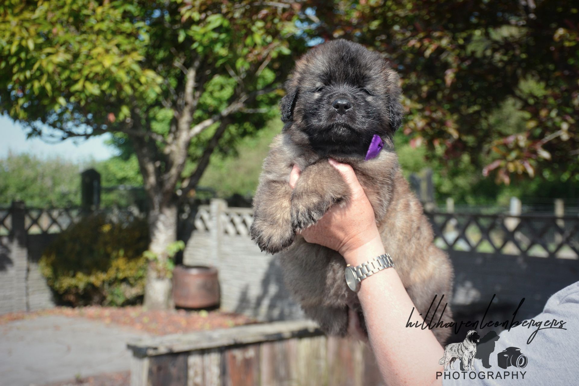 Fluffy brindle puppy held up in front of a tree. It wears a purple collar.