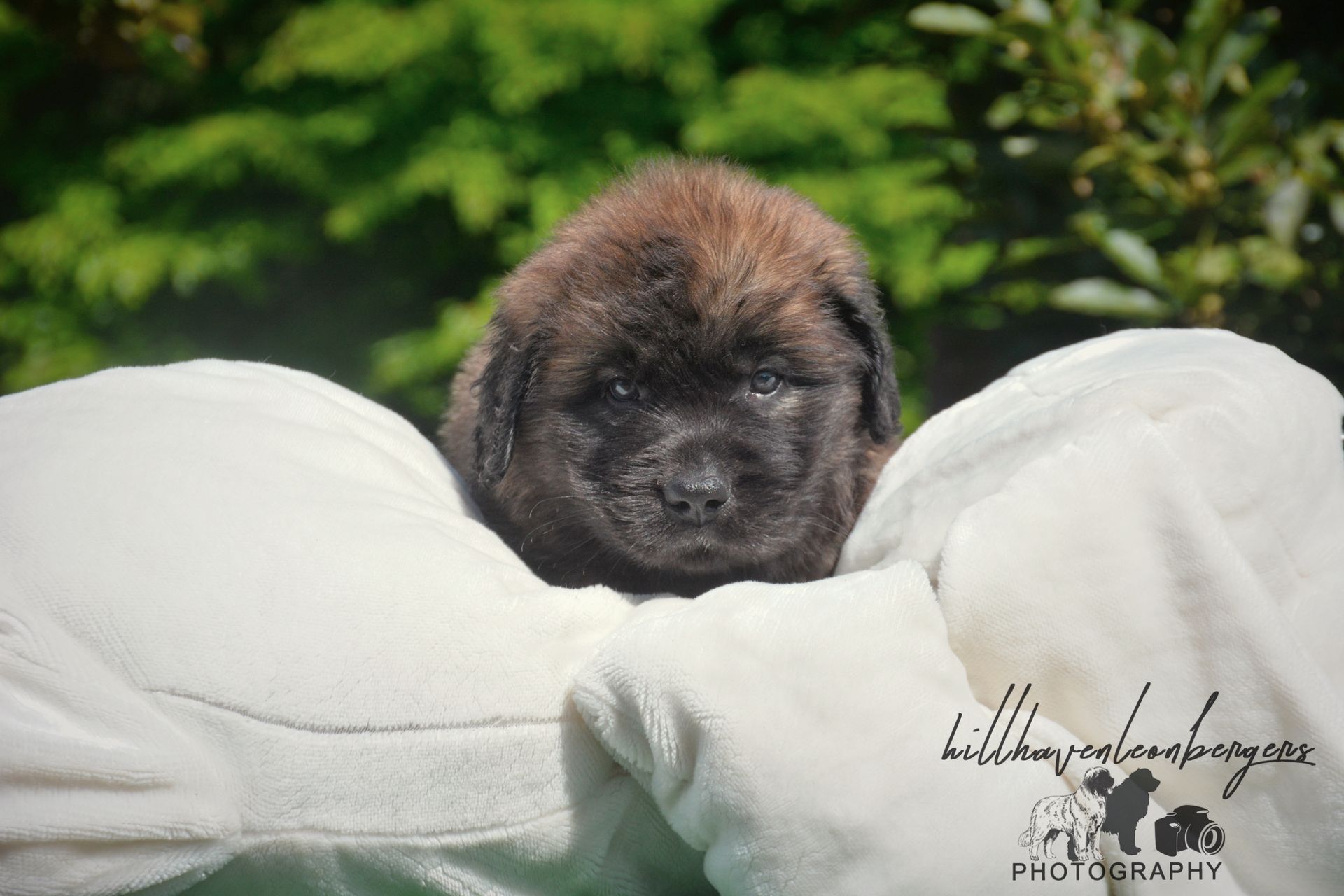 Small brown puppy nestled in a fluffy white blanket outdoors with green foliage in the background.