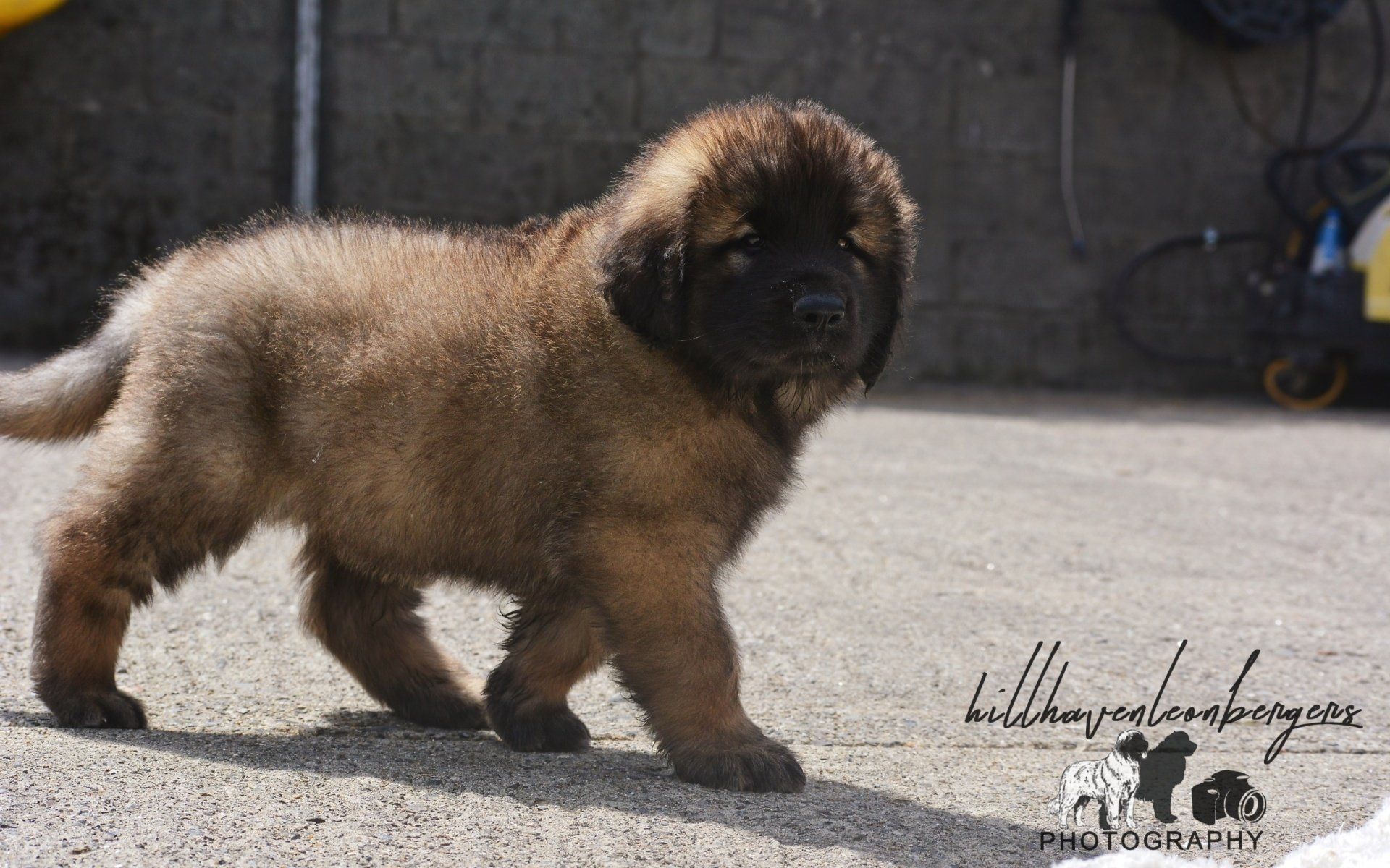 Hillhavenleonbergers leonbergers