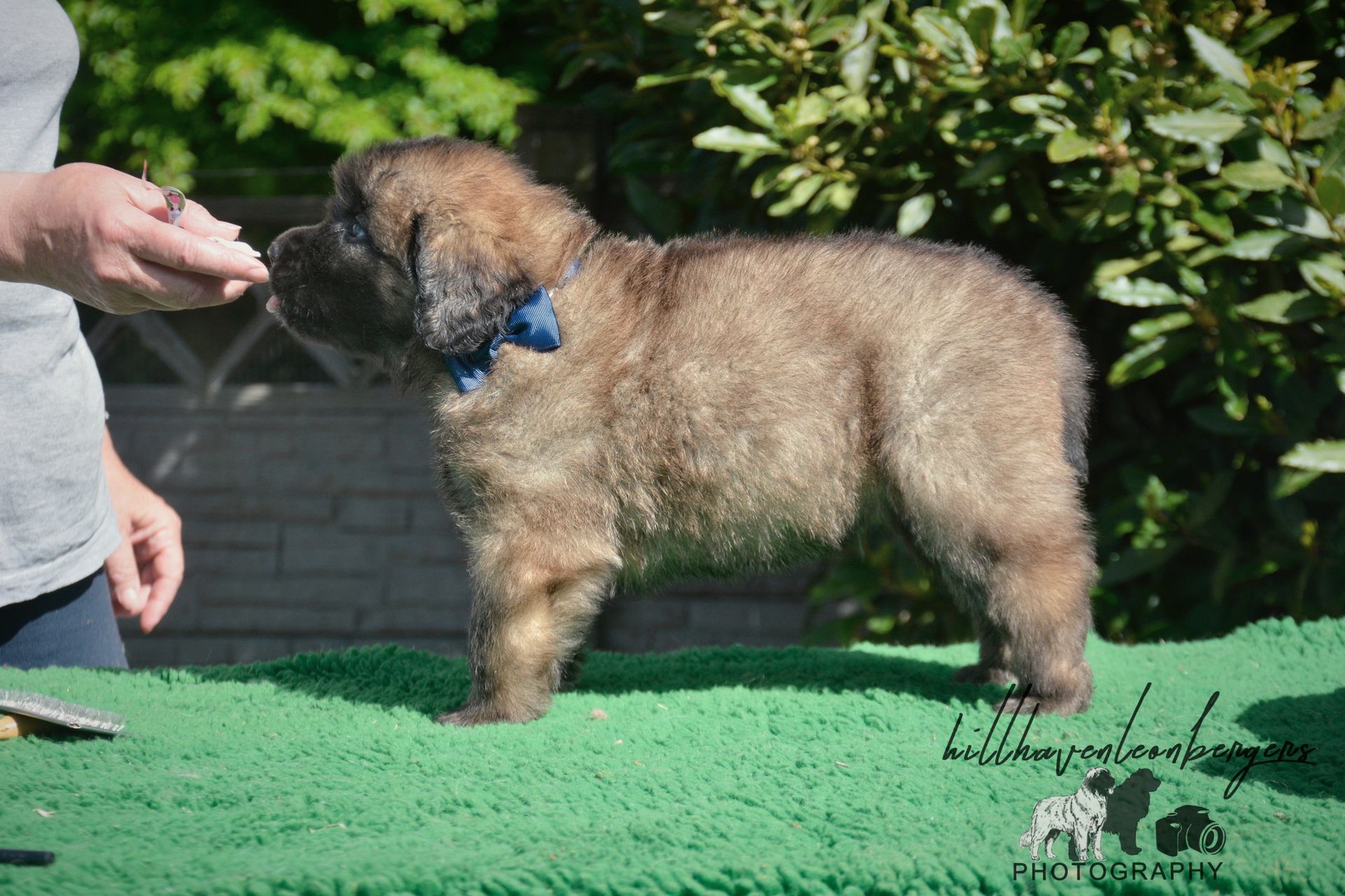 Brown, fluffy puppy with a blue collar stands on a green surface, being offered a treat by a person.